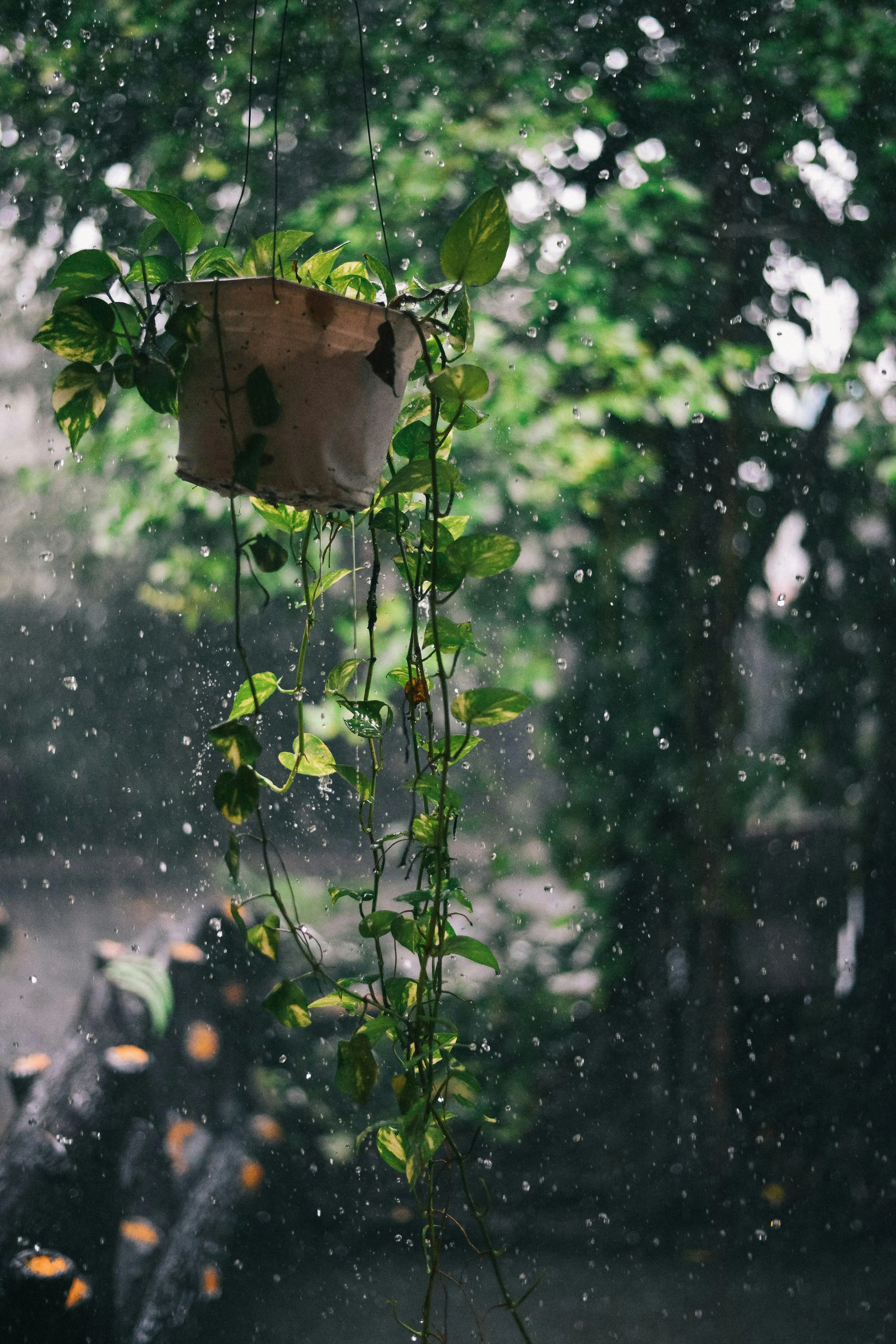Rainy Day Through Window with Tree in Foreground Wallpaper