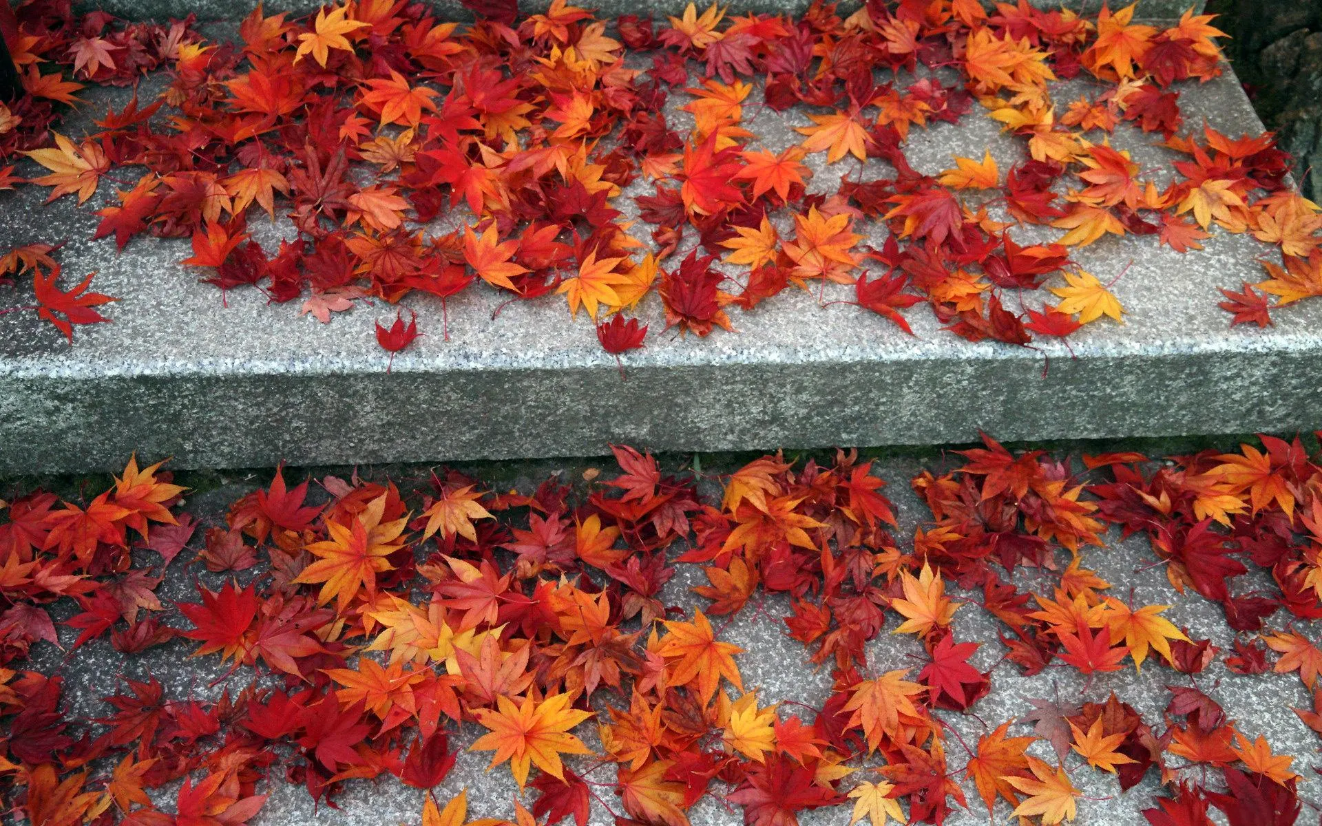 Red and orange autumn leaves covering the forest ground