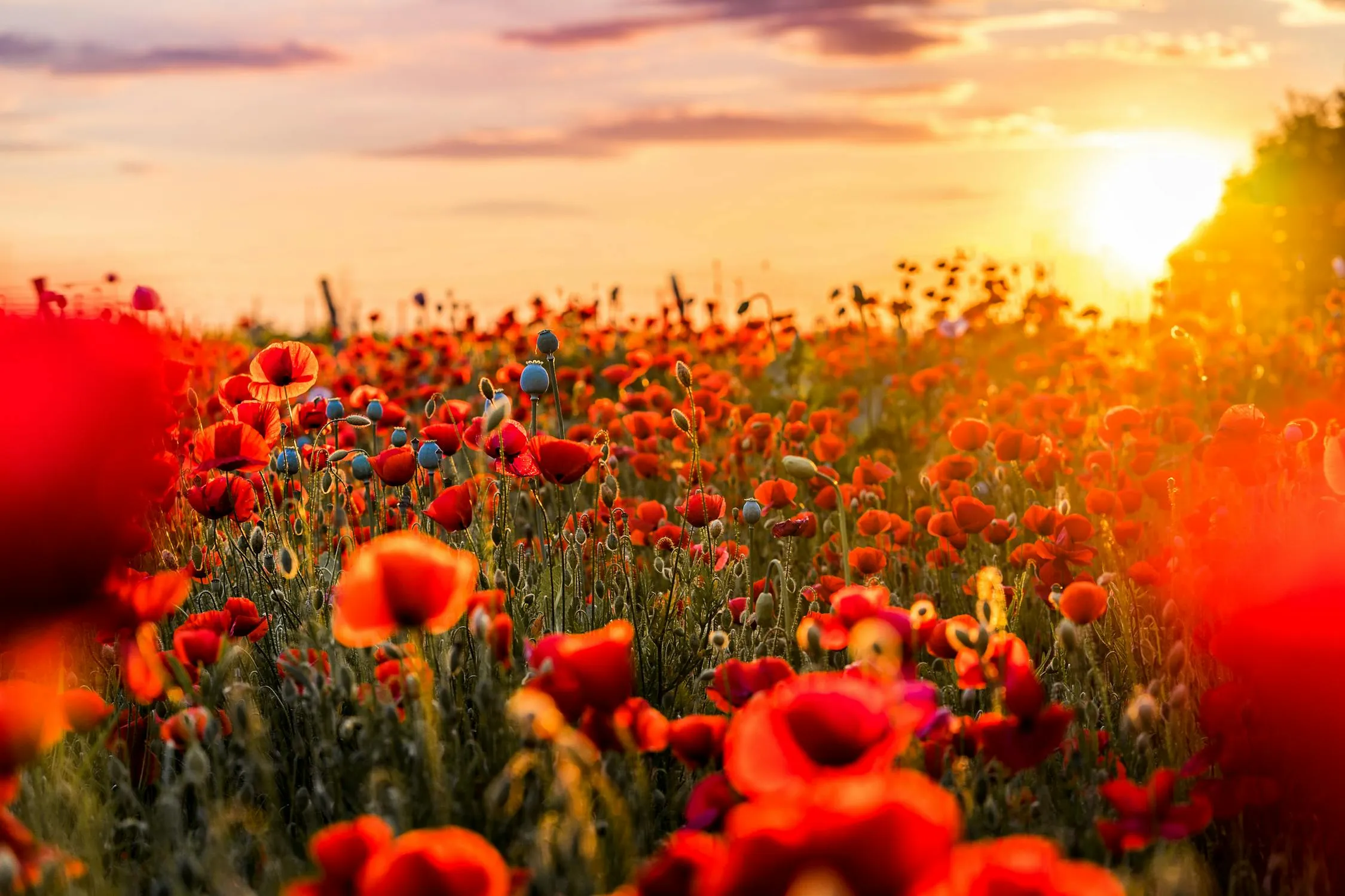 Red Flowers Blooming Brightly Under a Warm Glowing Sunset Sky