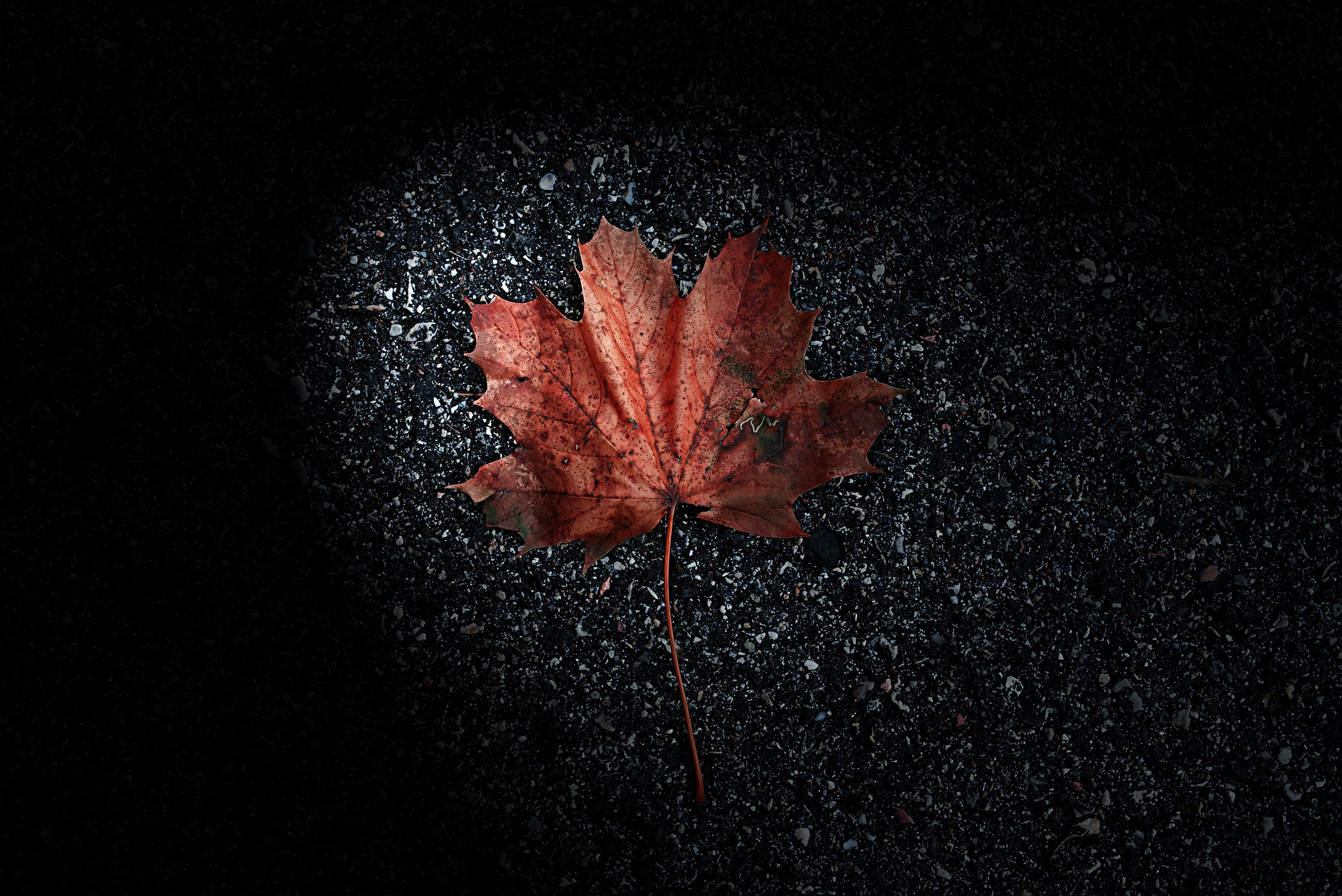 Red Leaf Shaped like a Heart on Black Background image