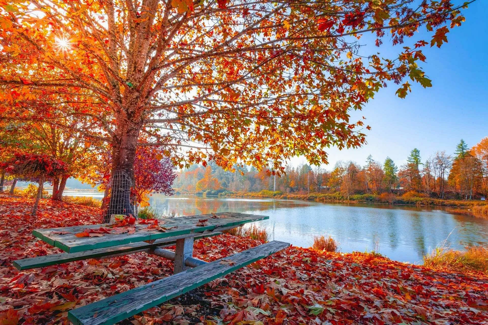 Red Leaves Falling by a Peaceful Lake on a Bright Autumn Day