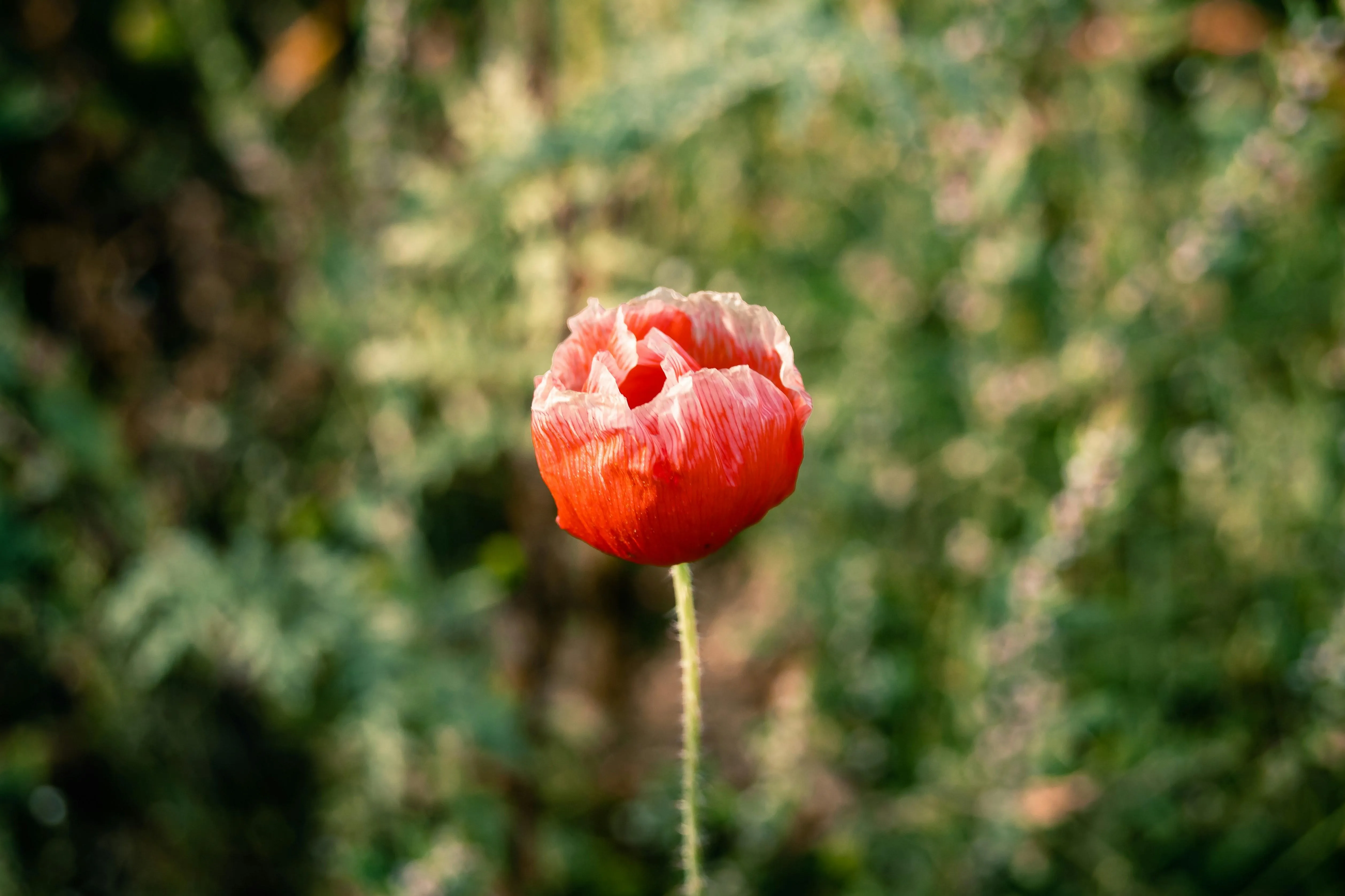 Red mushroom growing in mossy green forest floor image
