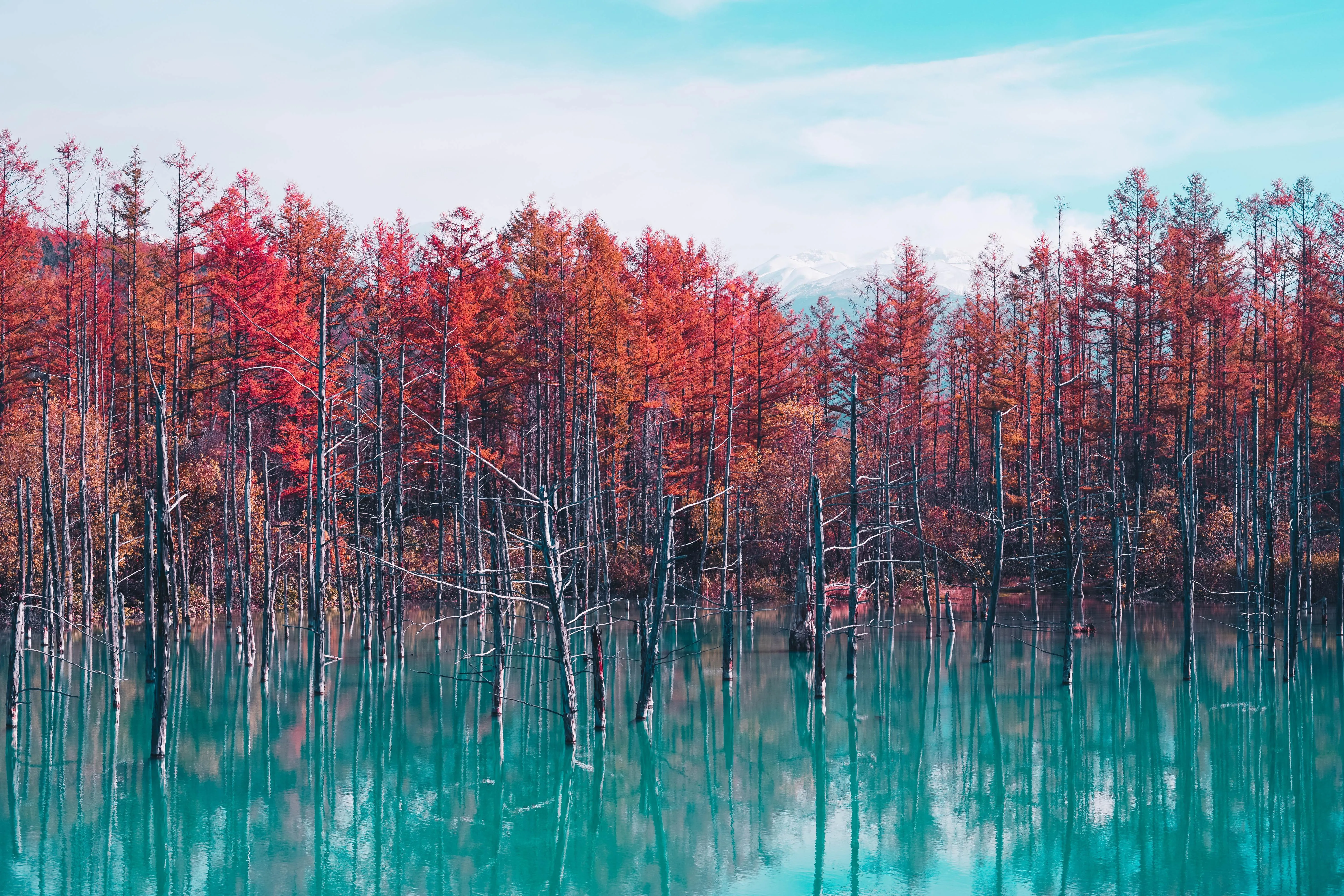 Red Trees in a Misty Forest with Reflections in Water