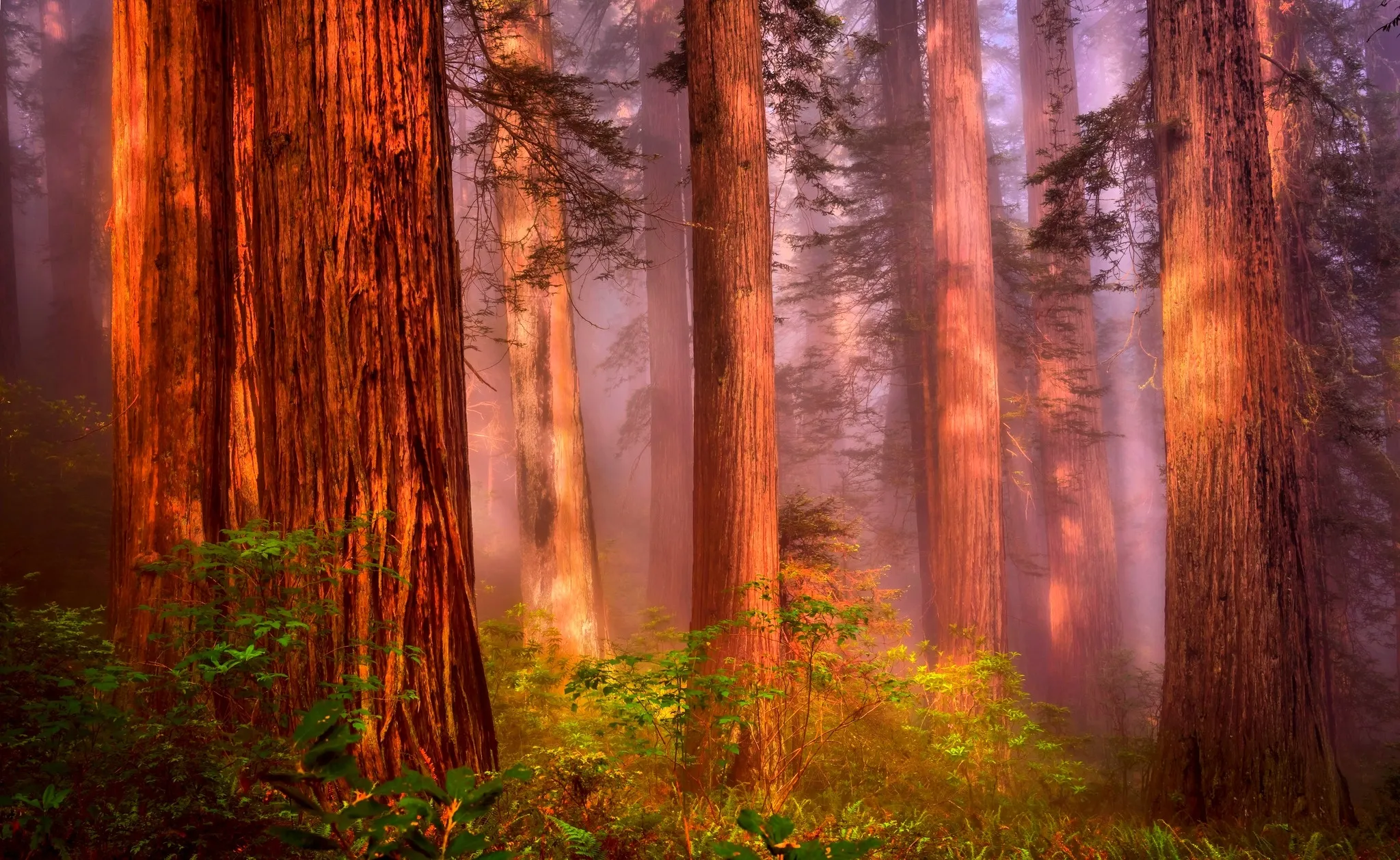 Redwood Forest Glowing Under Morning Orange Sunlight