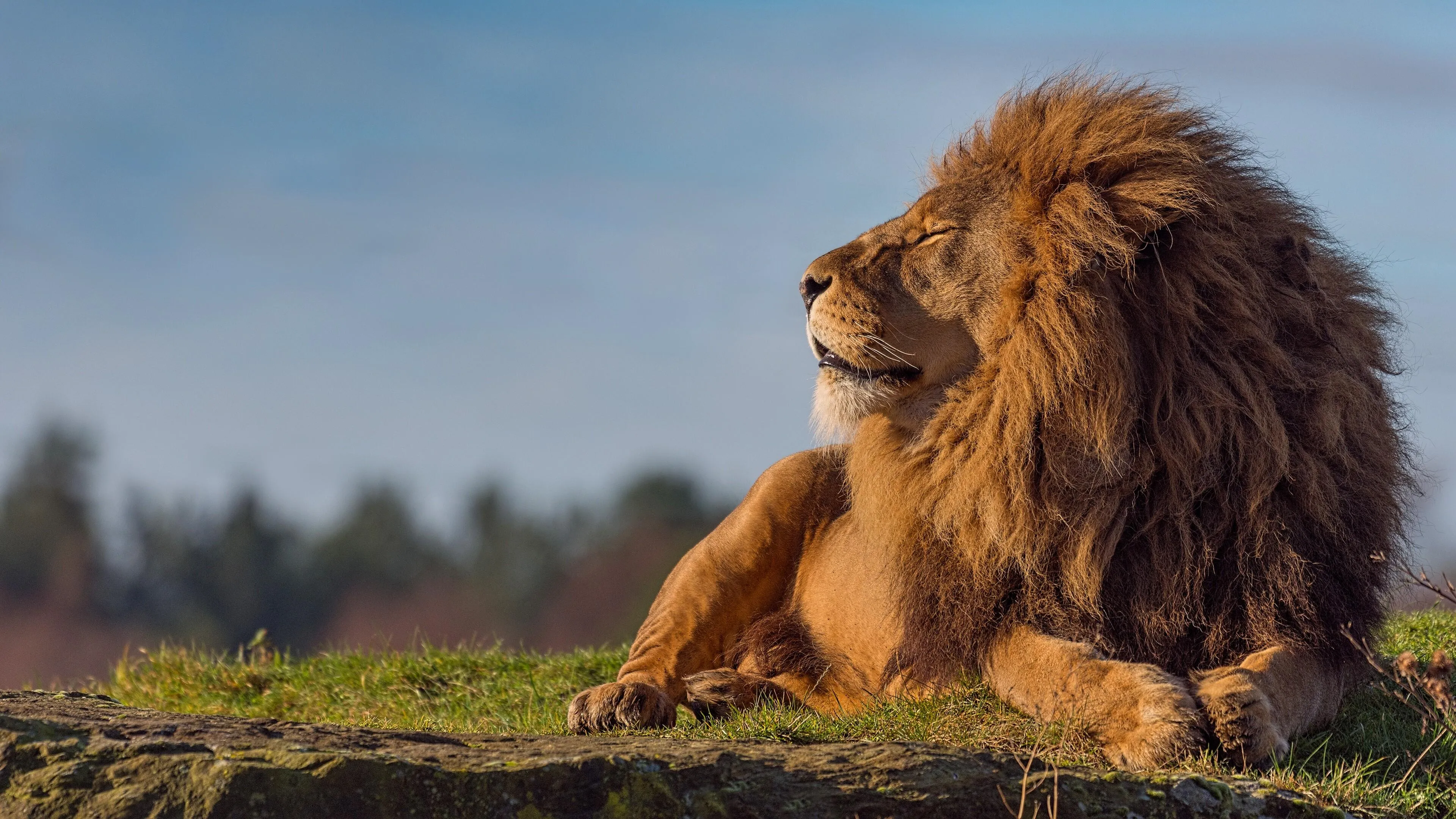 Relaxed lion lying down in warm golden grassland image