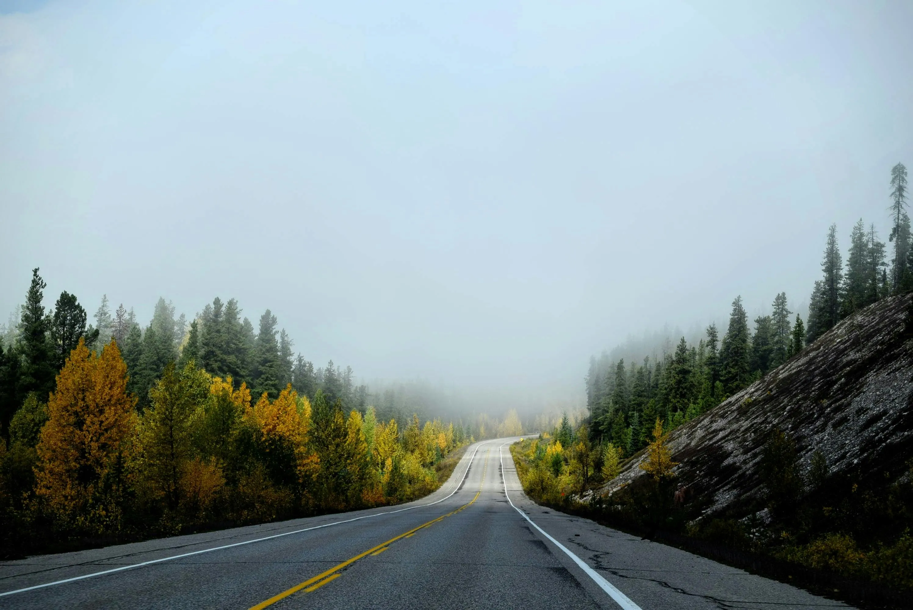Road Through Foggy Forest in Autumn Colors HD Free Wallpaper