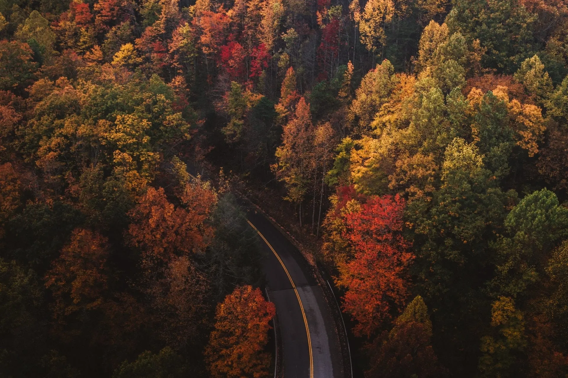 Road Through a Forest of Vibrant Autumn Colors HD Wallpaper