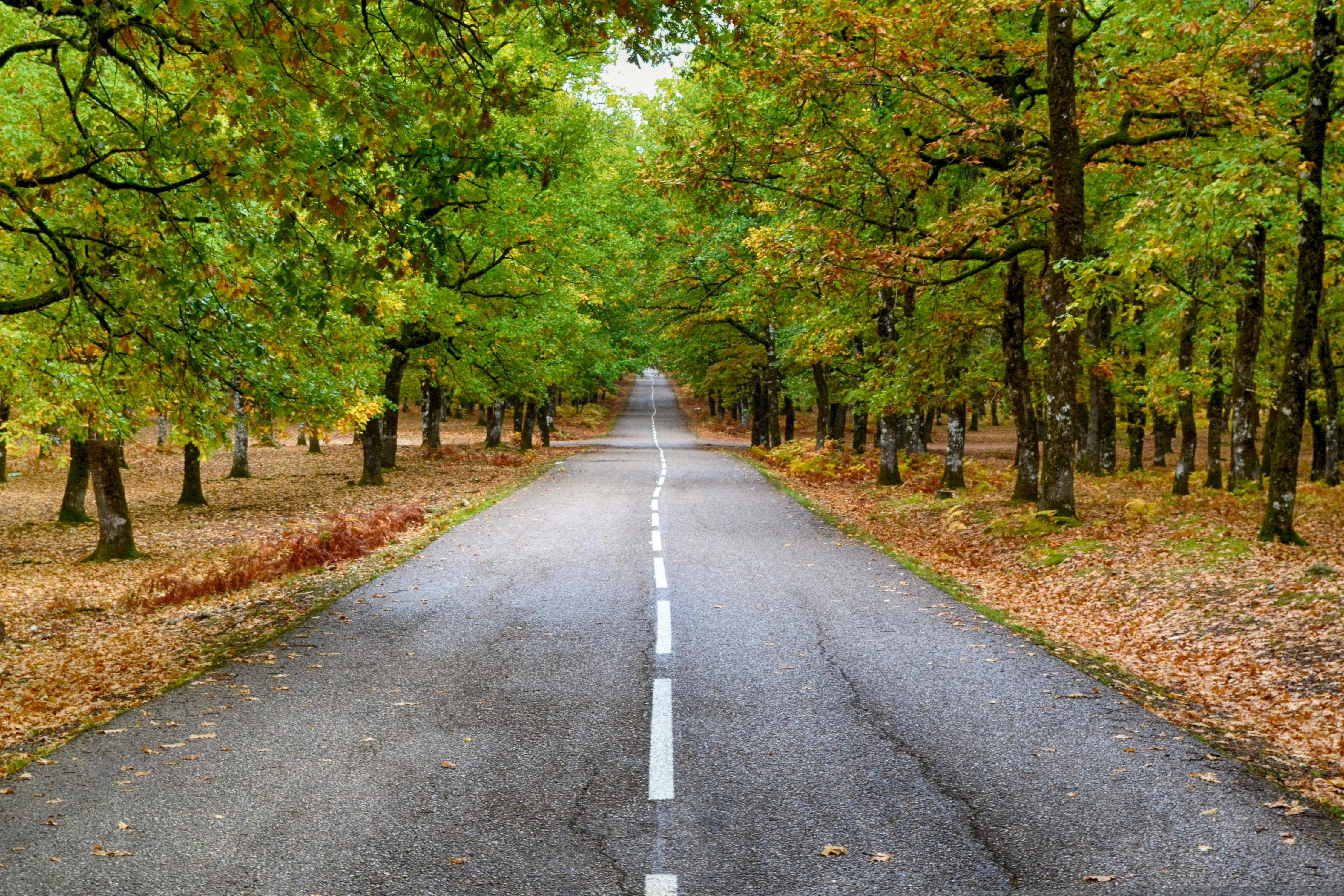 Road Through Vibrant Green Forest in Early Autumn Light
