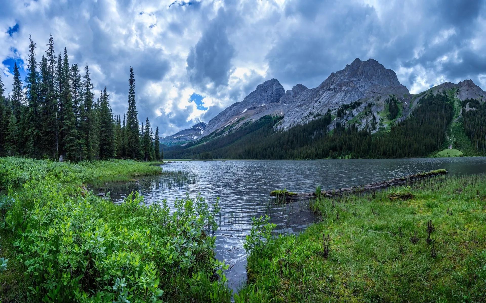 Rocky Mountain Stream Flowing through Forest image