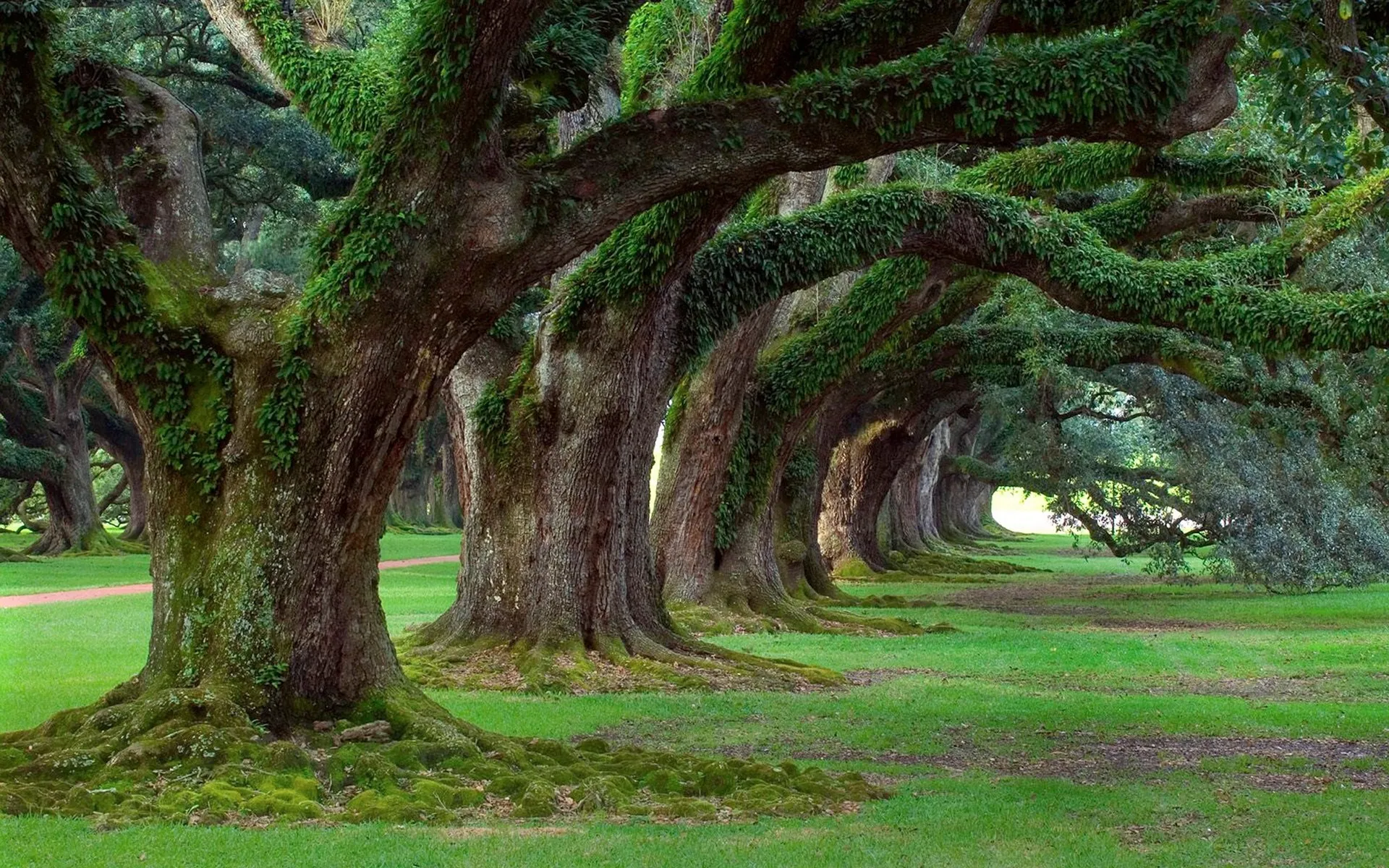Row of Ancient Oak Trees Creates a Shaded Forest Tunnel Path