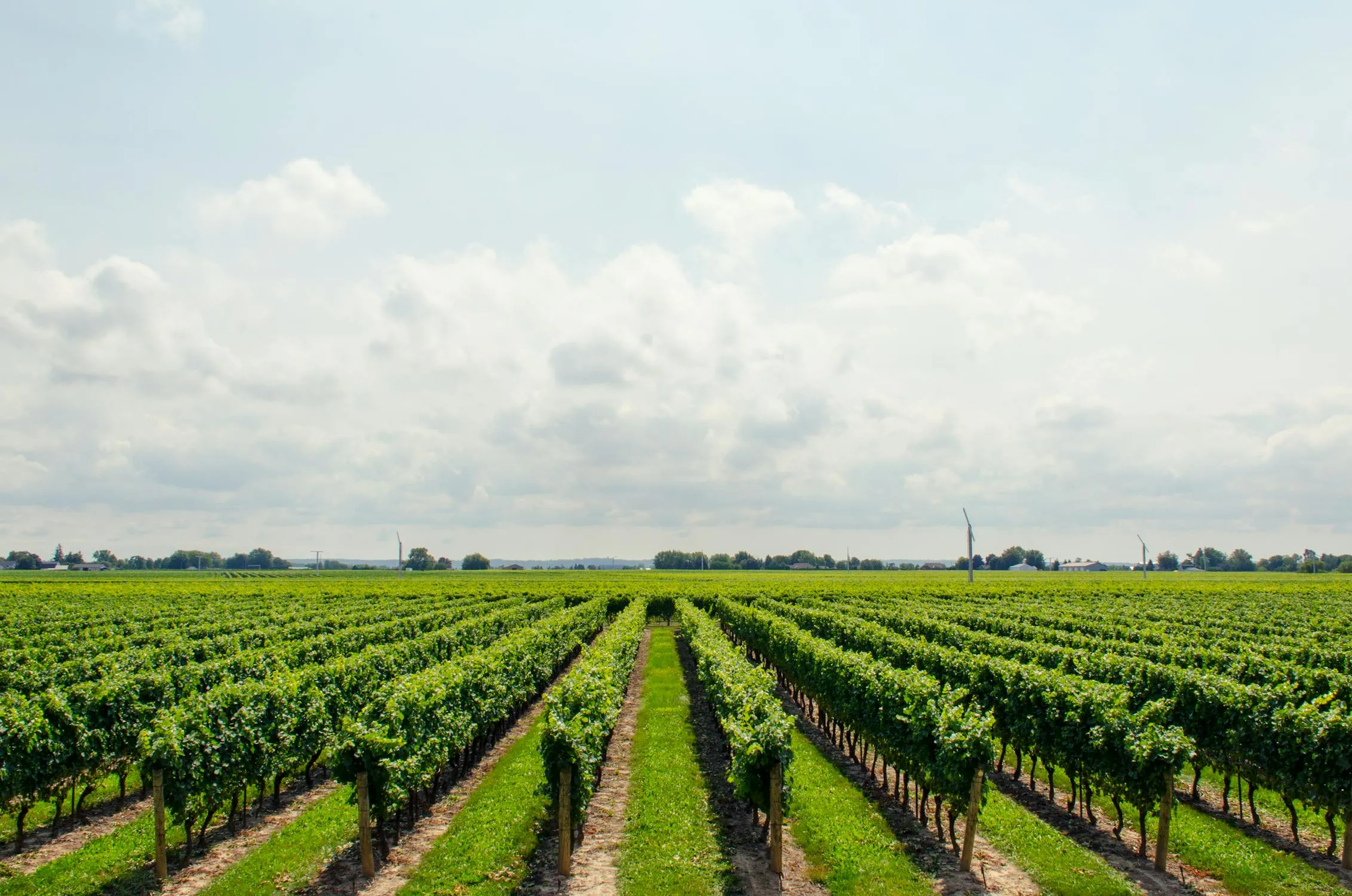 Rows of Green Crops Stretching Into the Horizon Wallpaper