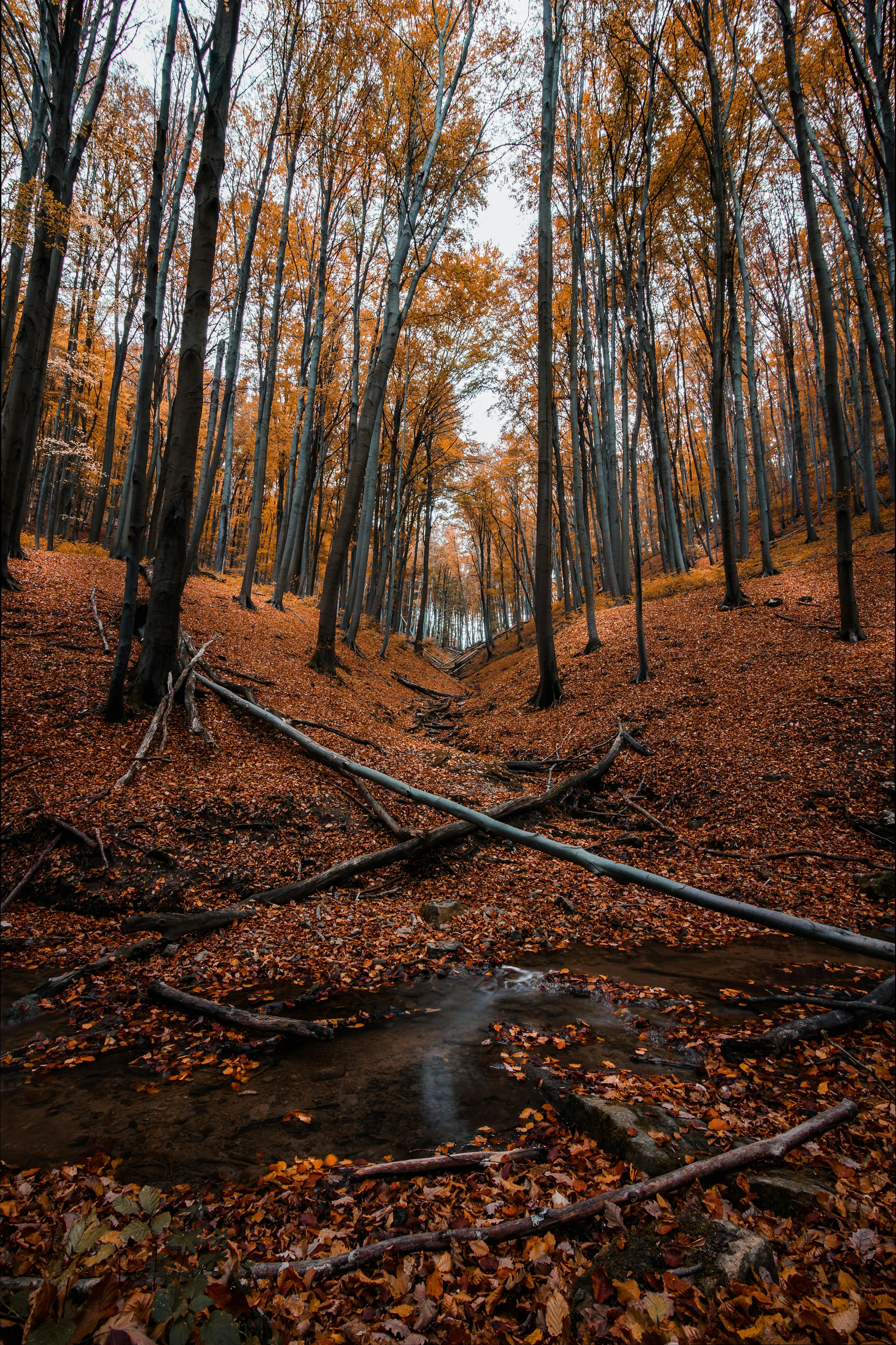 Scattered with Leaves Path Through Bare Trees Free Wallpaper