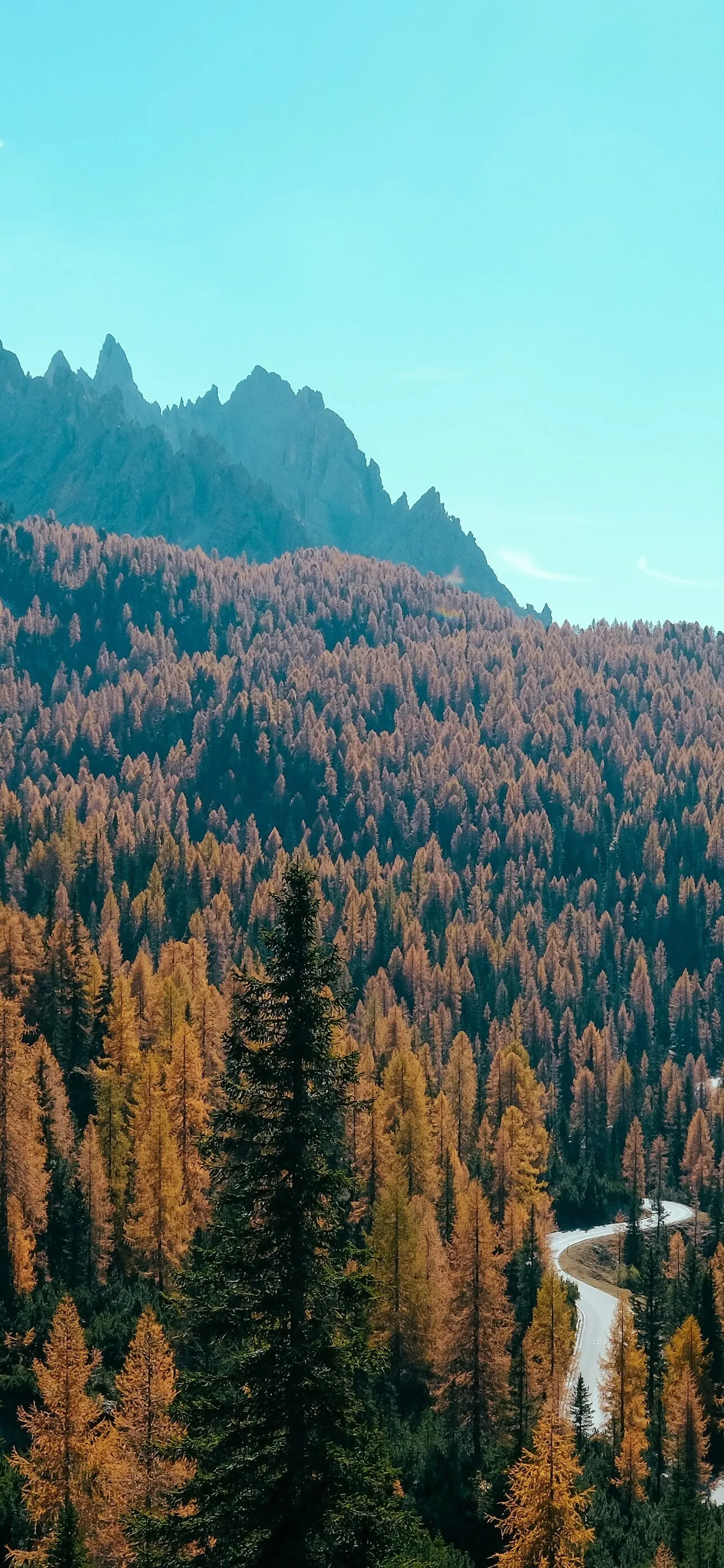 Scenic Autumn Forest with Winding Road and Mountain View