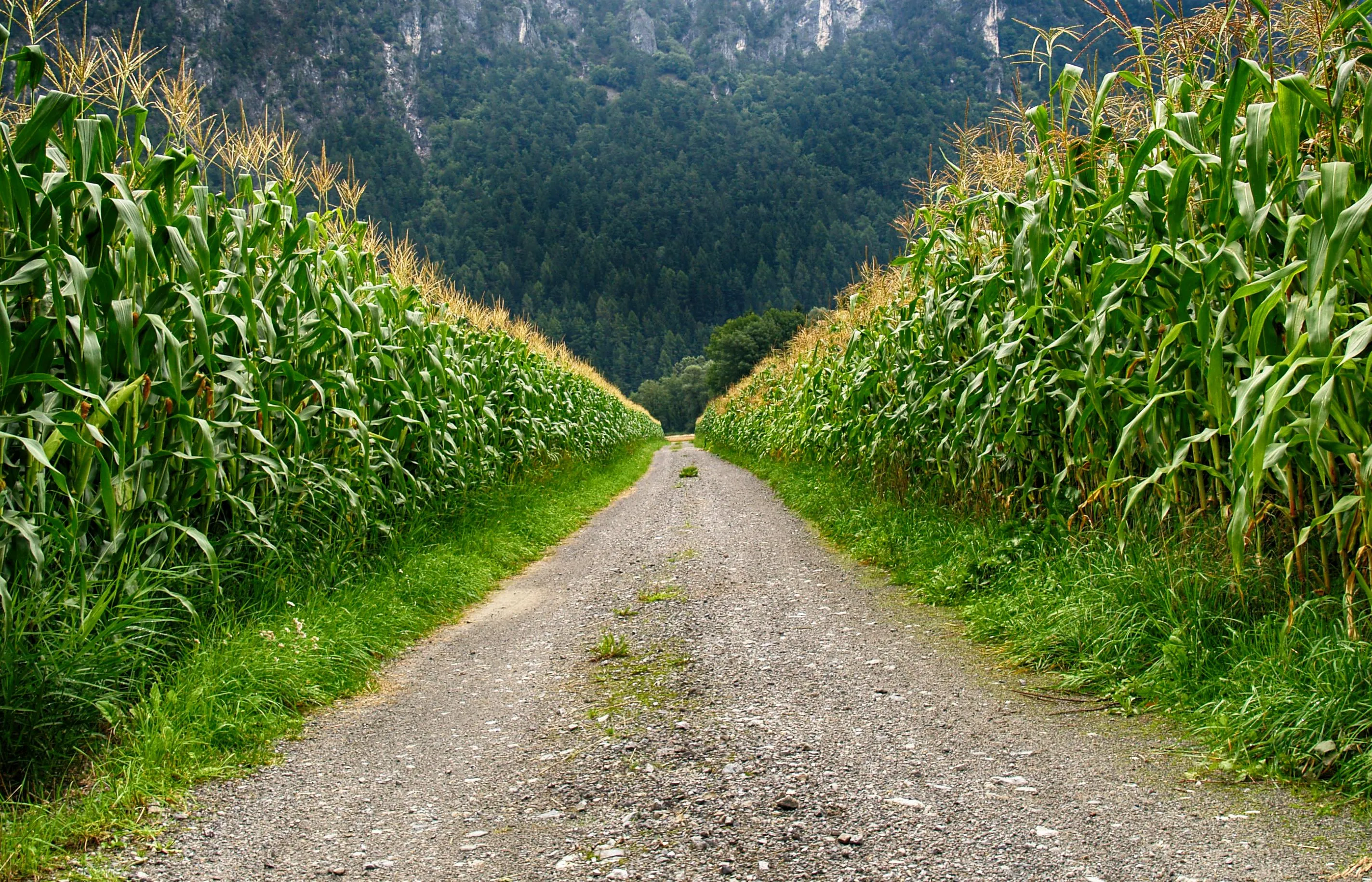 Scenic Path Through Tall Green Cornfields with Mountains