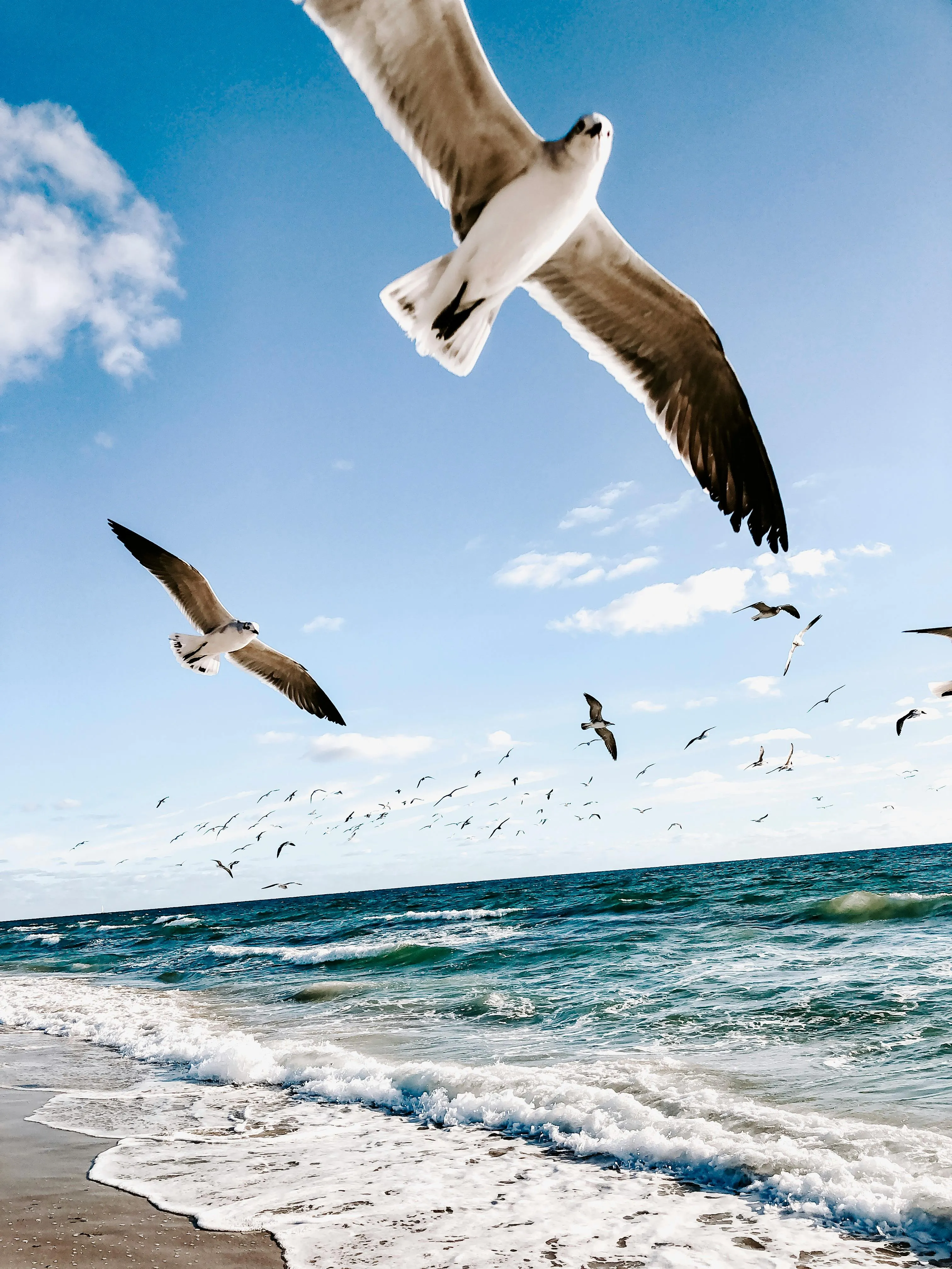 Seagulls Flying Above Ocean with Blue Sky and White Clouds