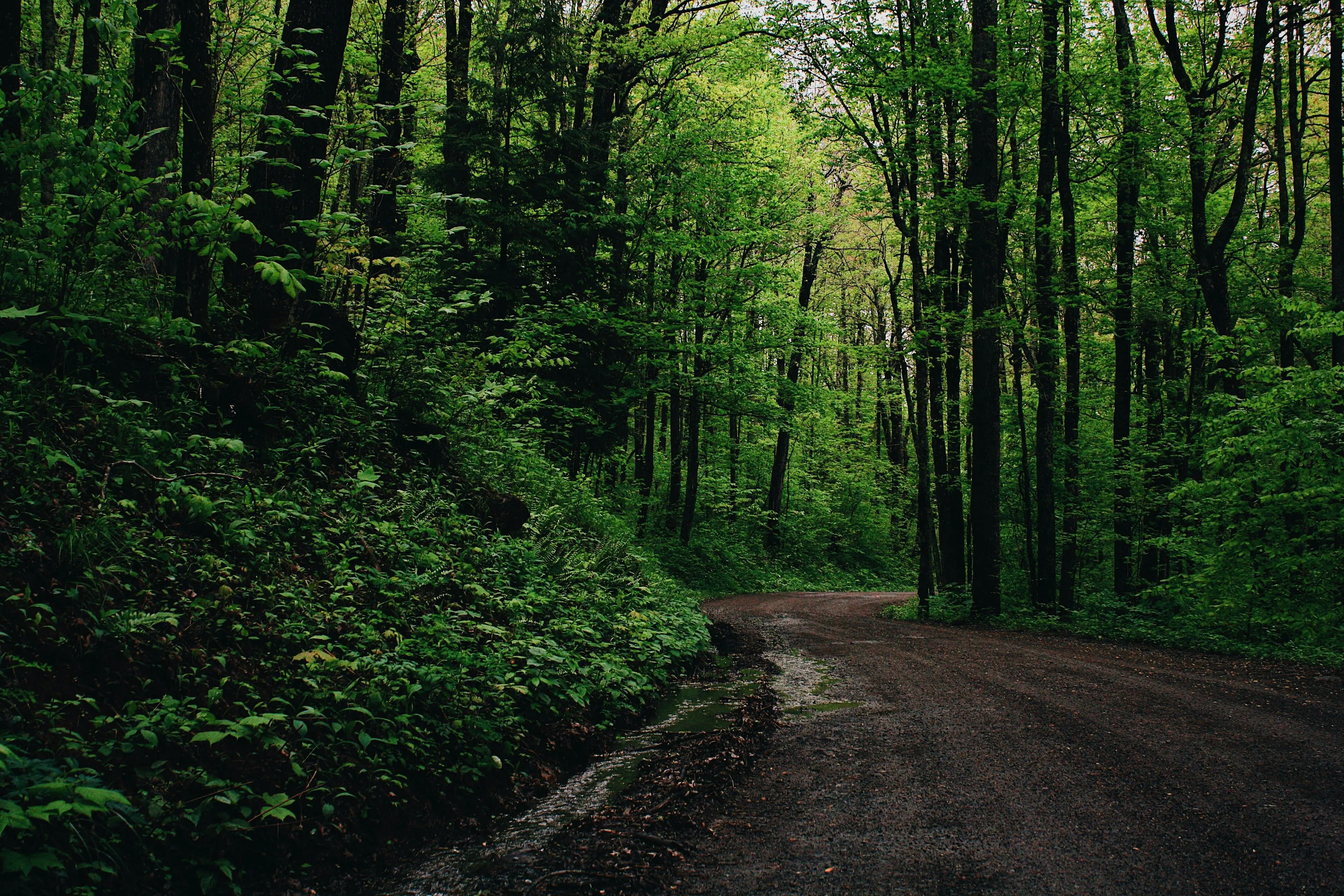 Serene Forest Path Leading with a Green Tree Free Wallpaper