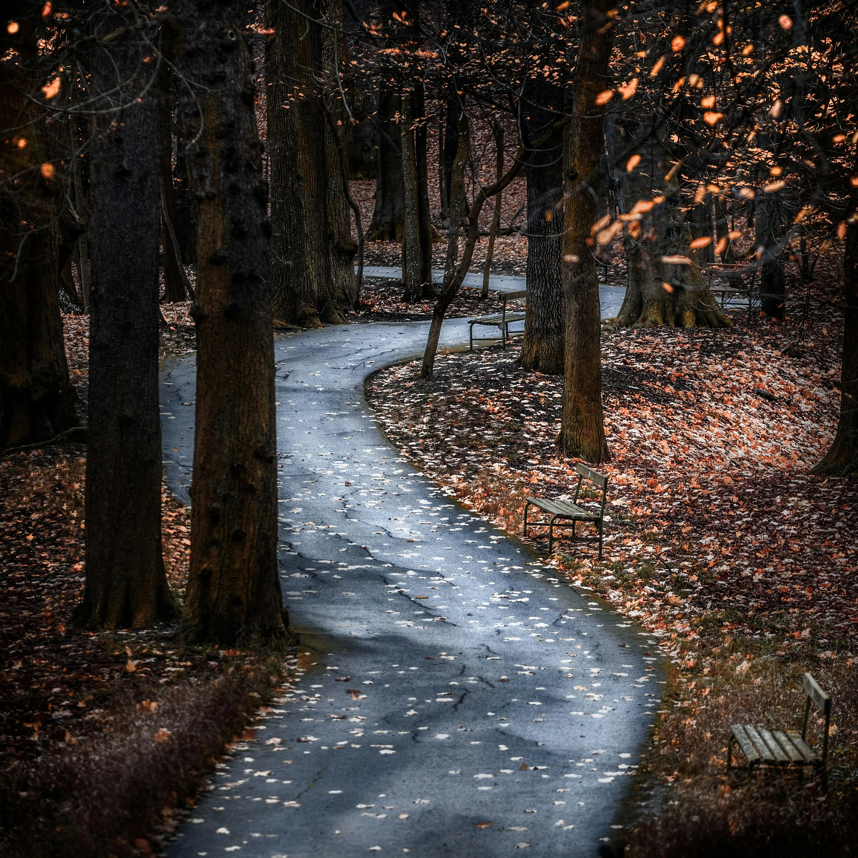 Serene Forest Trail with Autumn Leaves and Tall Bare Trees