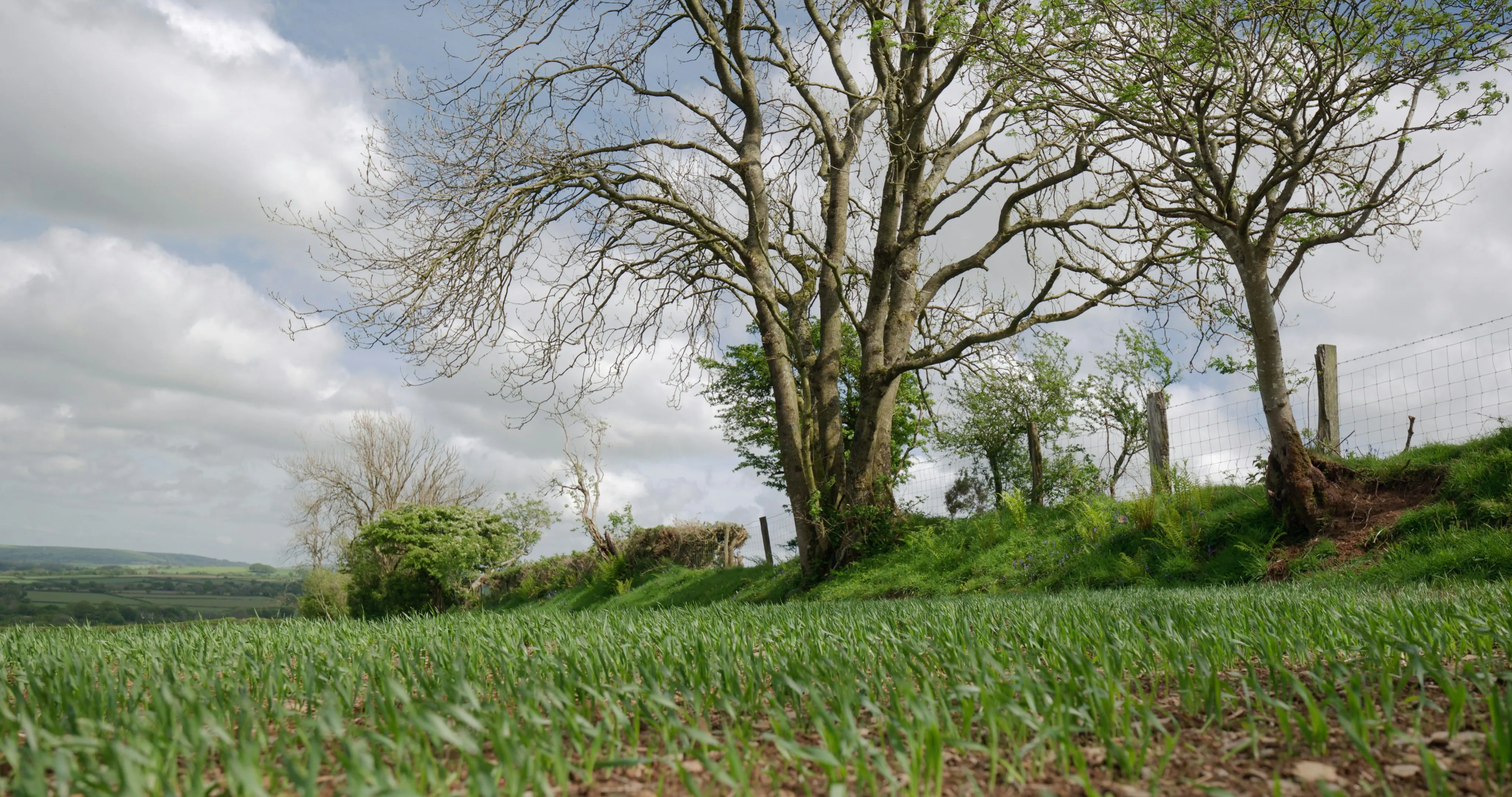 Serene Green Field with Bare Trees Under Overcast Sky