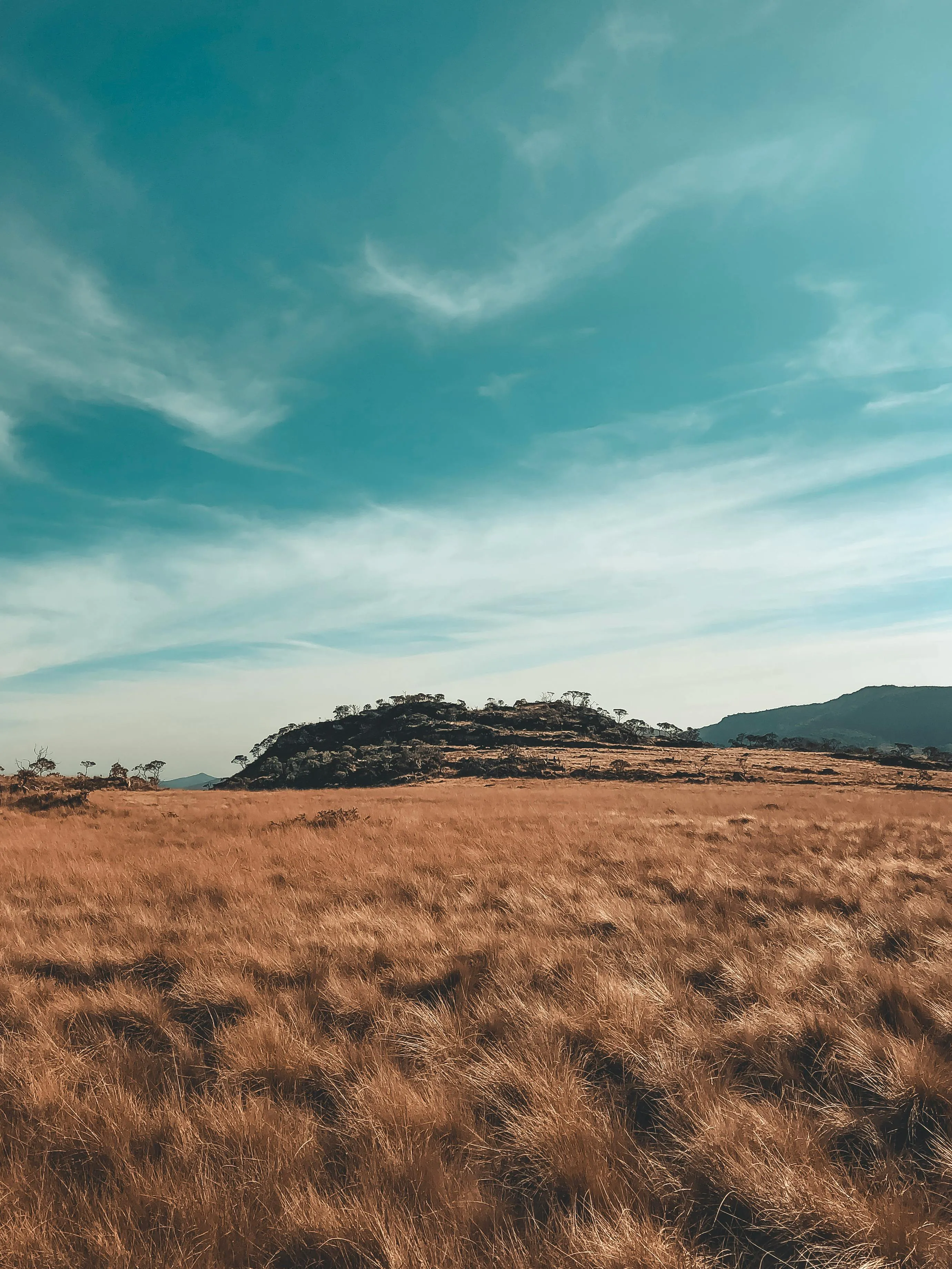 Serene Landscape with Grassy Field Under Blue Clouds