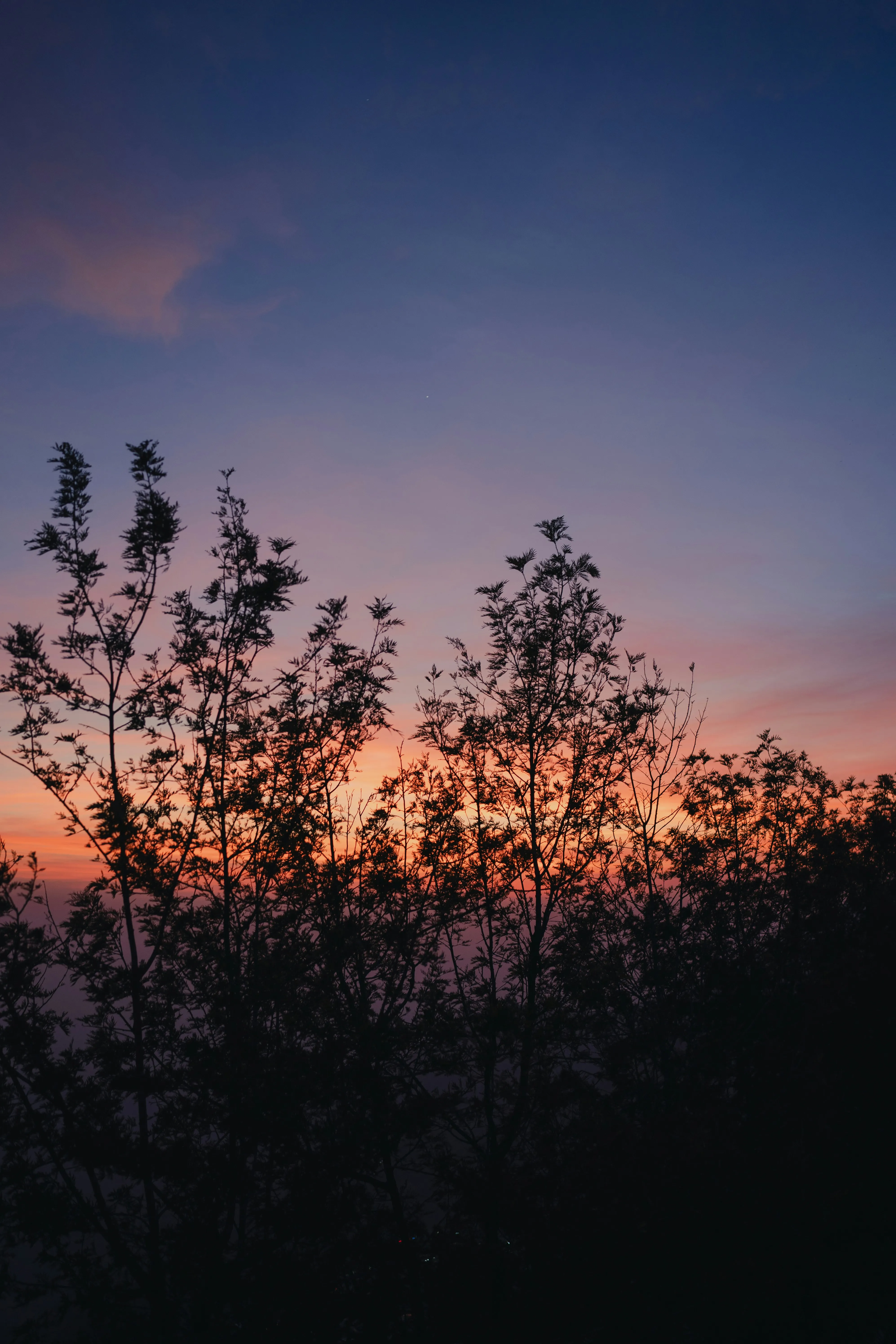 Serene Sunset Behind Trees Showing Natural Evening Beauty