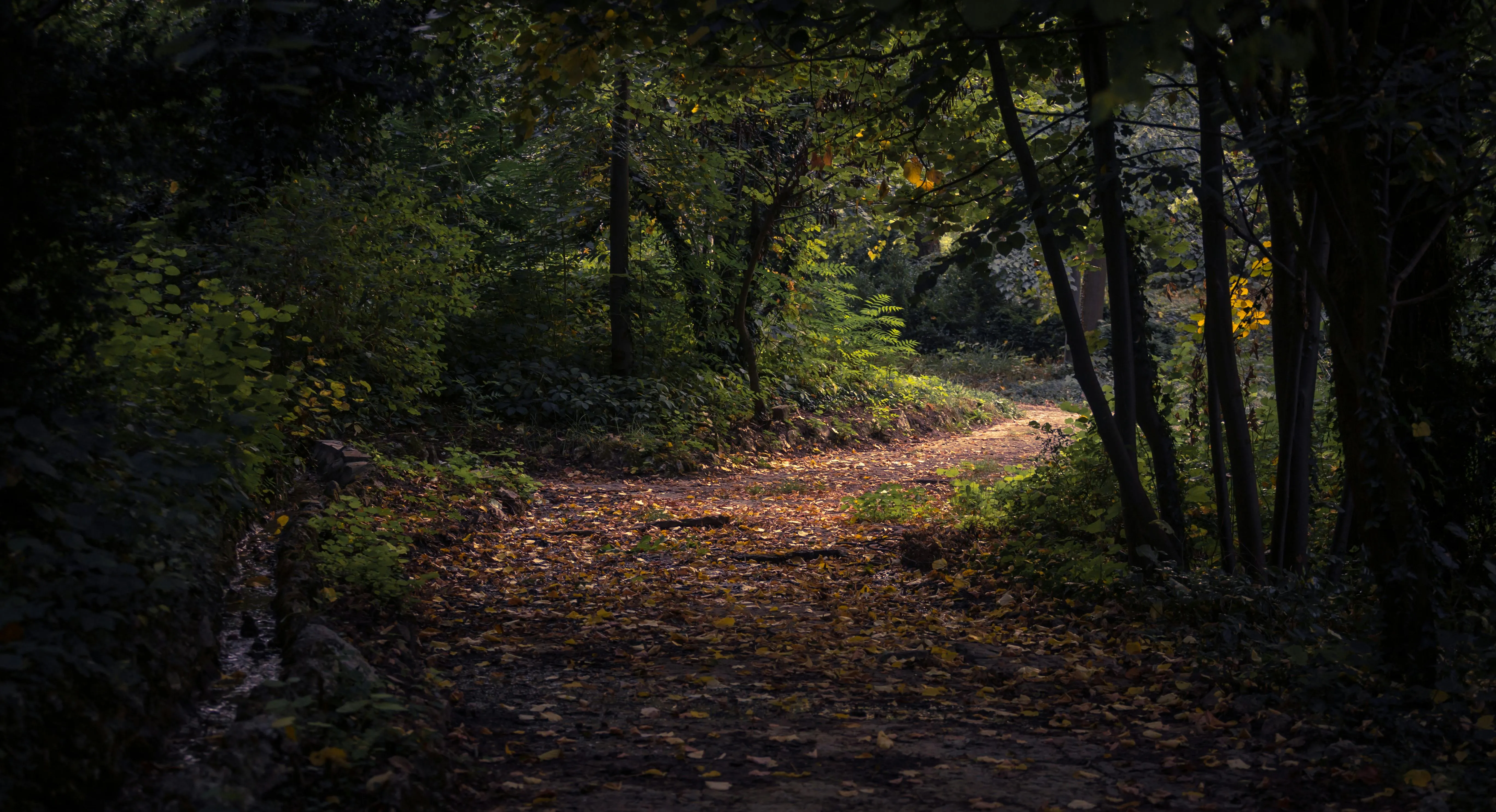 Shaded Forest Trail with Fallen Leaves and Mossy Ground