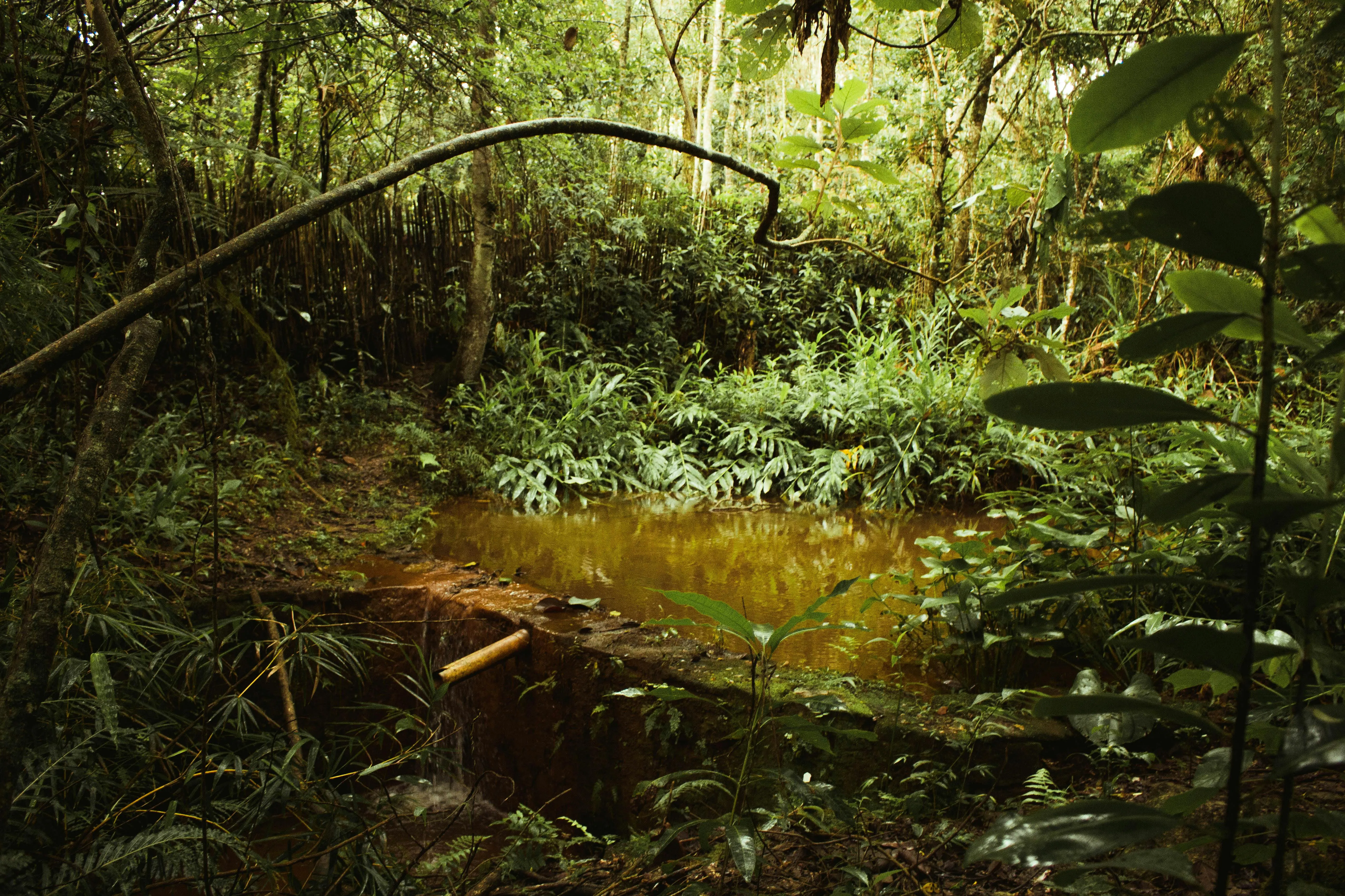 Shaded Jungle Pond Surrounded by Green Leafy Vegetation
