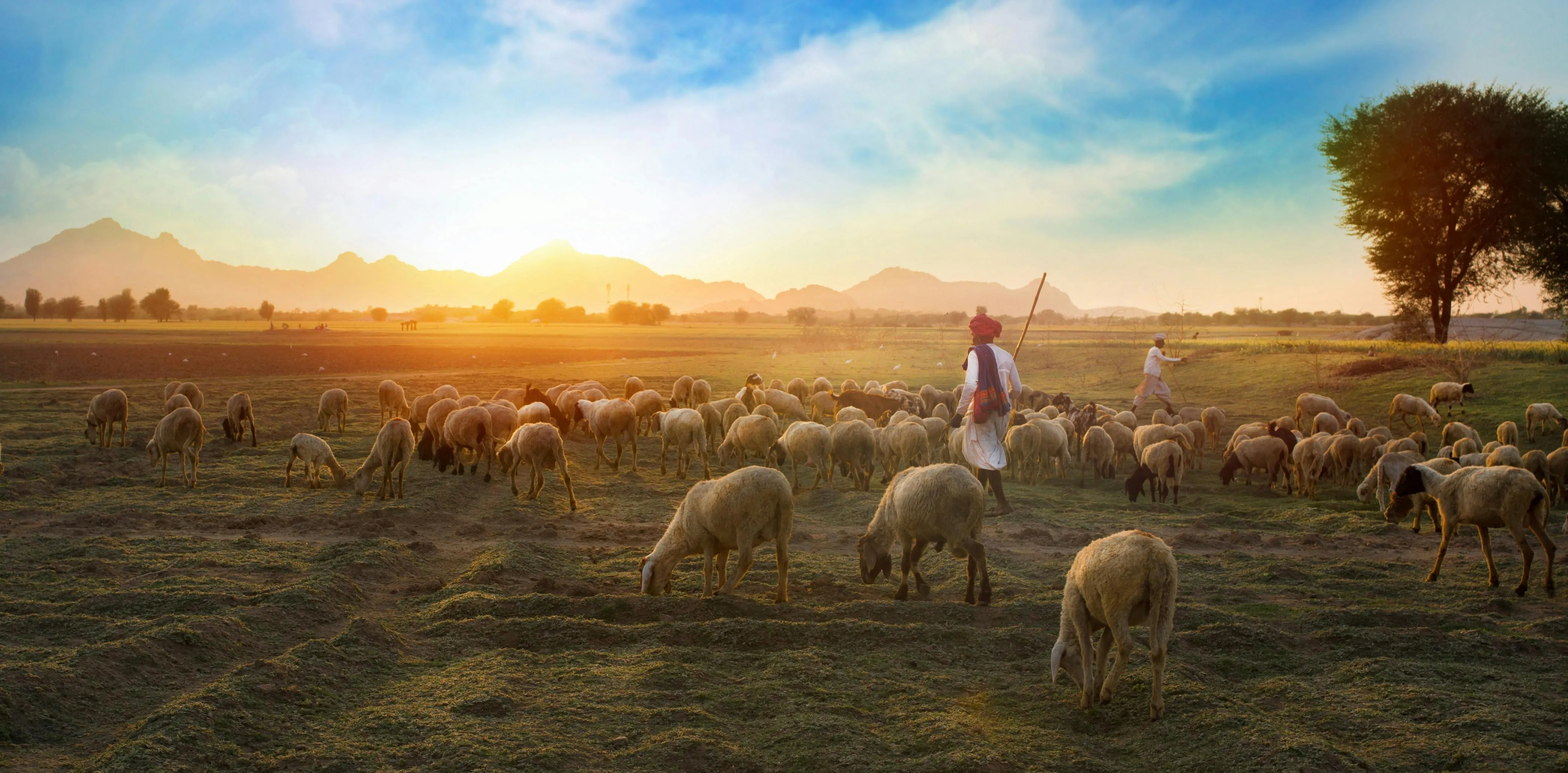 Shepherd with Flock Under Vibrant Skies and Light Clouds