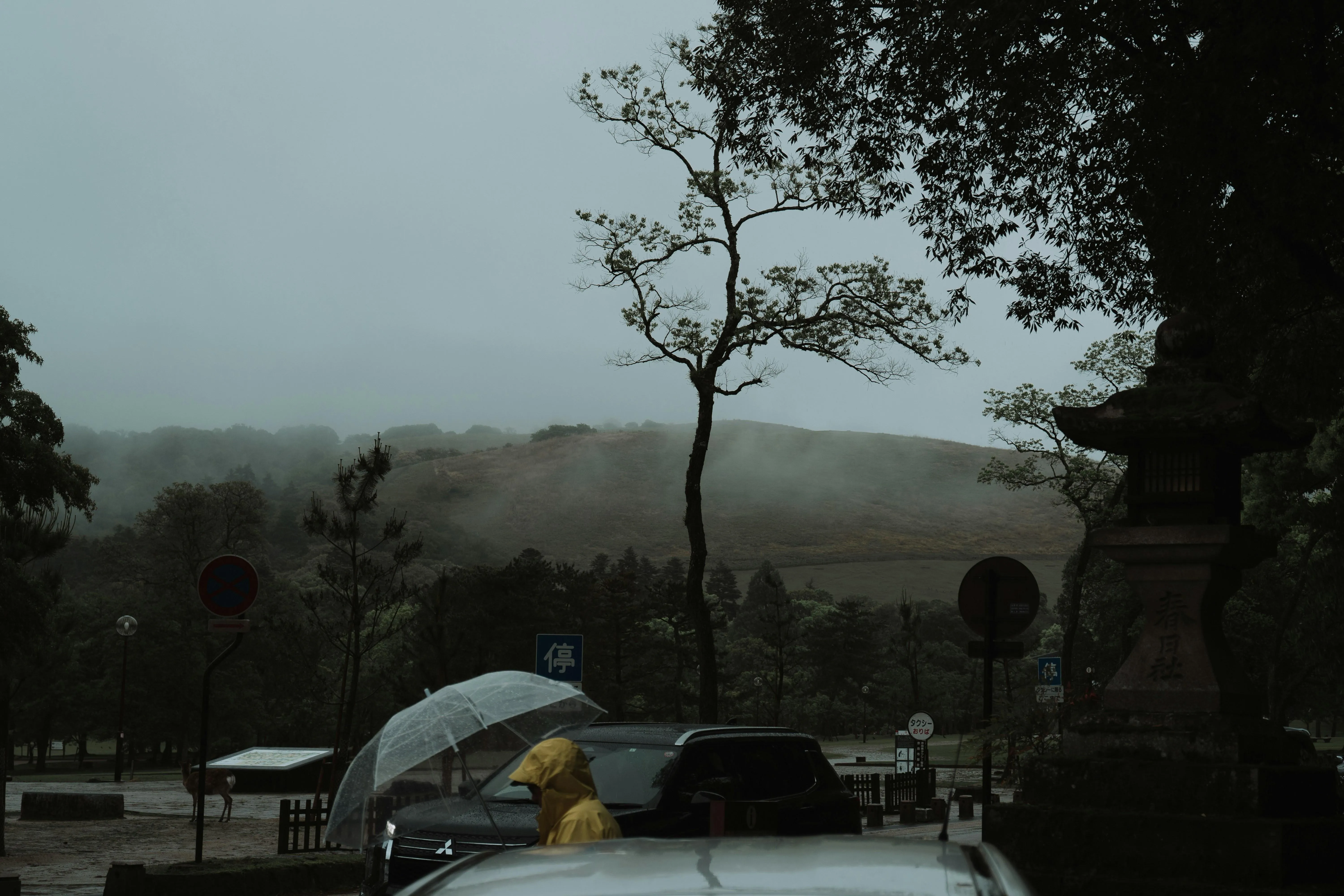 Silhouetted Tree Stands in a Rain Soaked Open Field