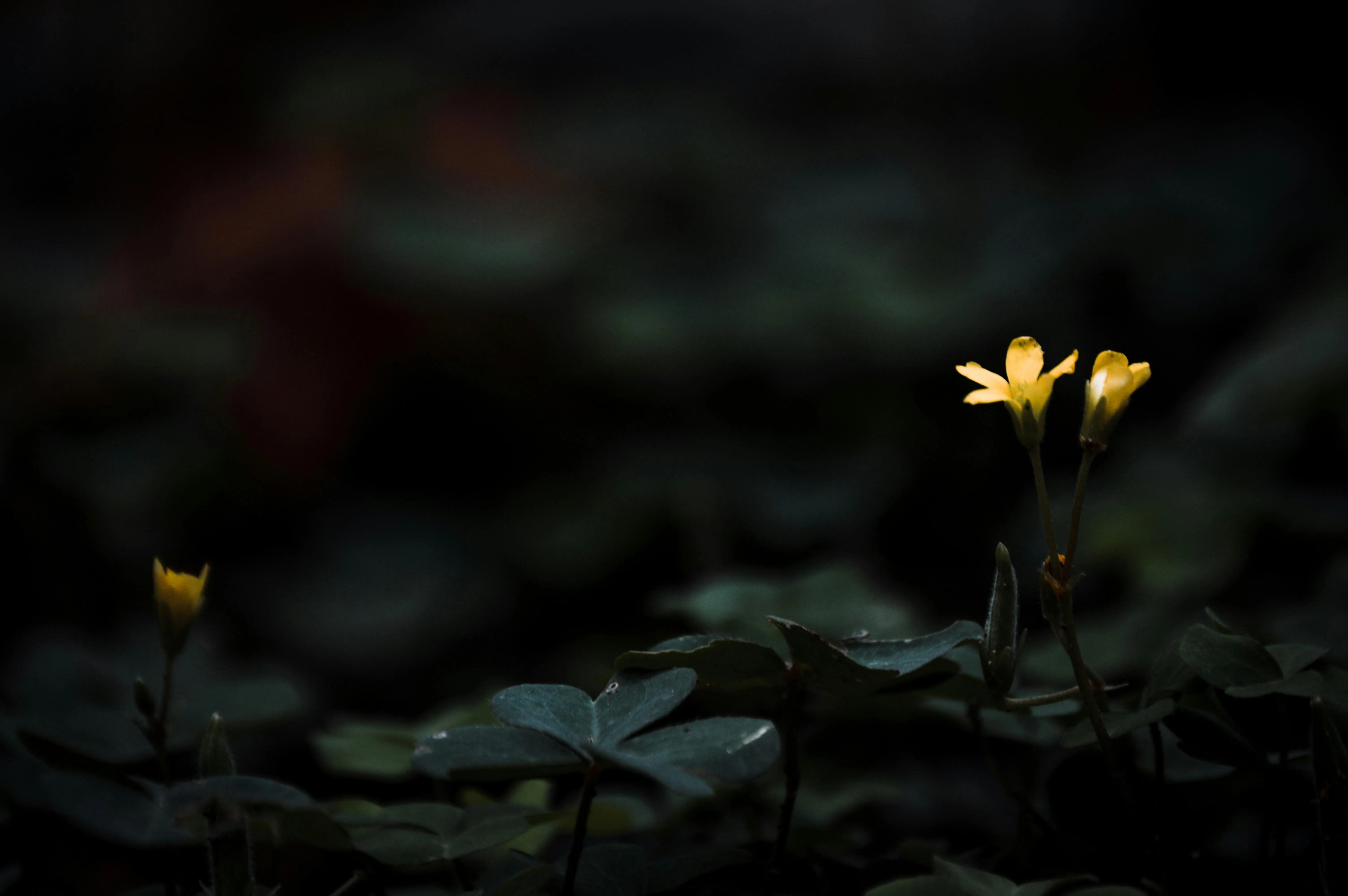 Single Glowing Yellow Flower in Dark Forest Ground