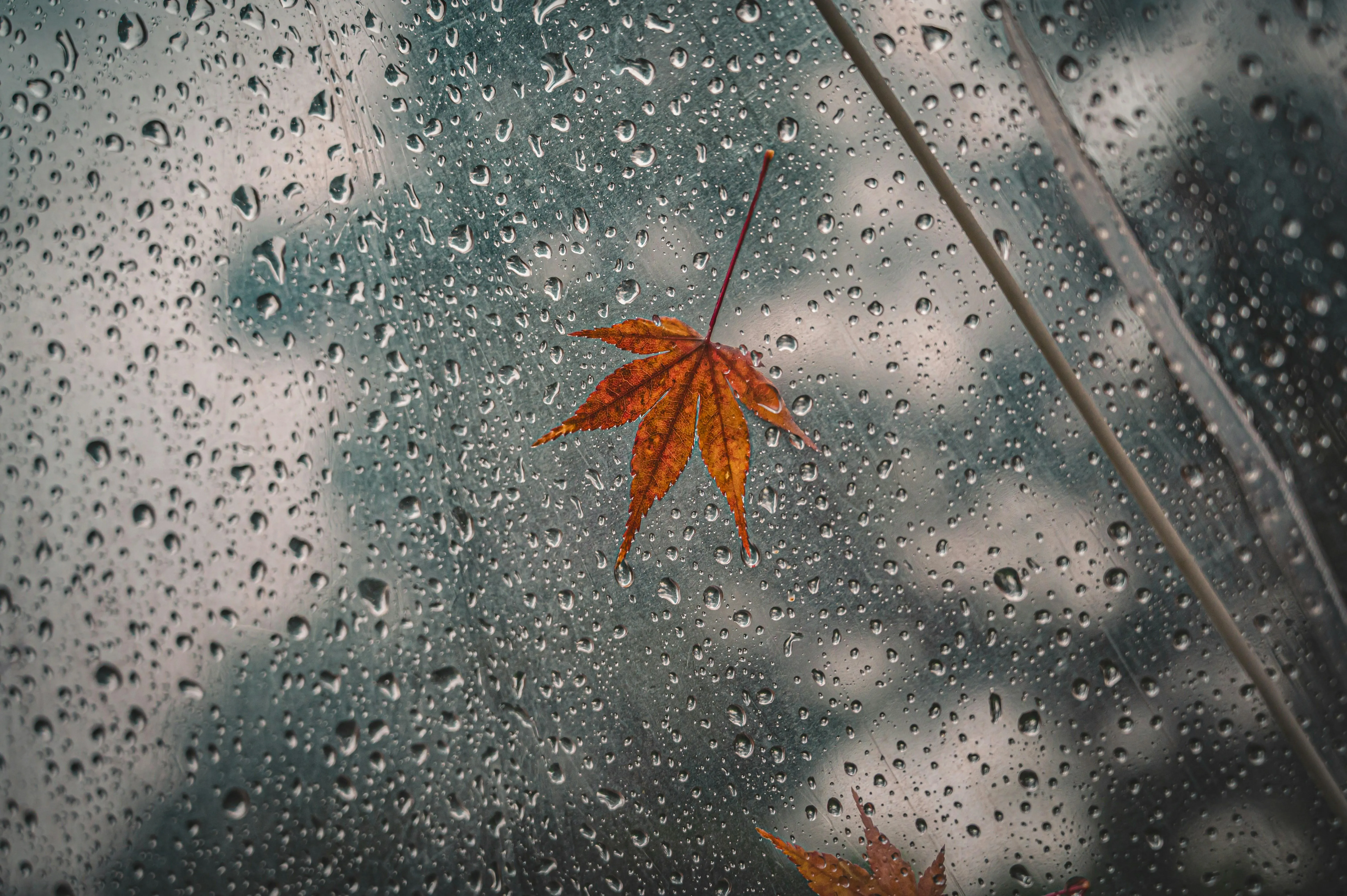Single Orange Leaf on Wet Ground After Rain Shower
