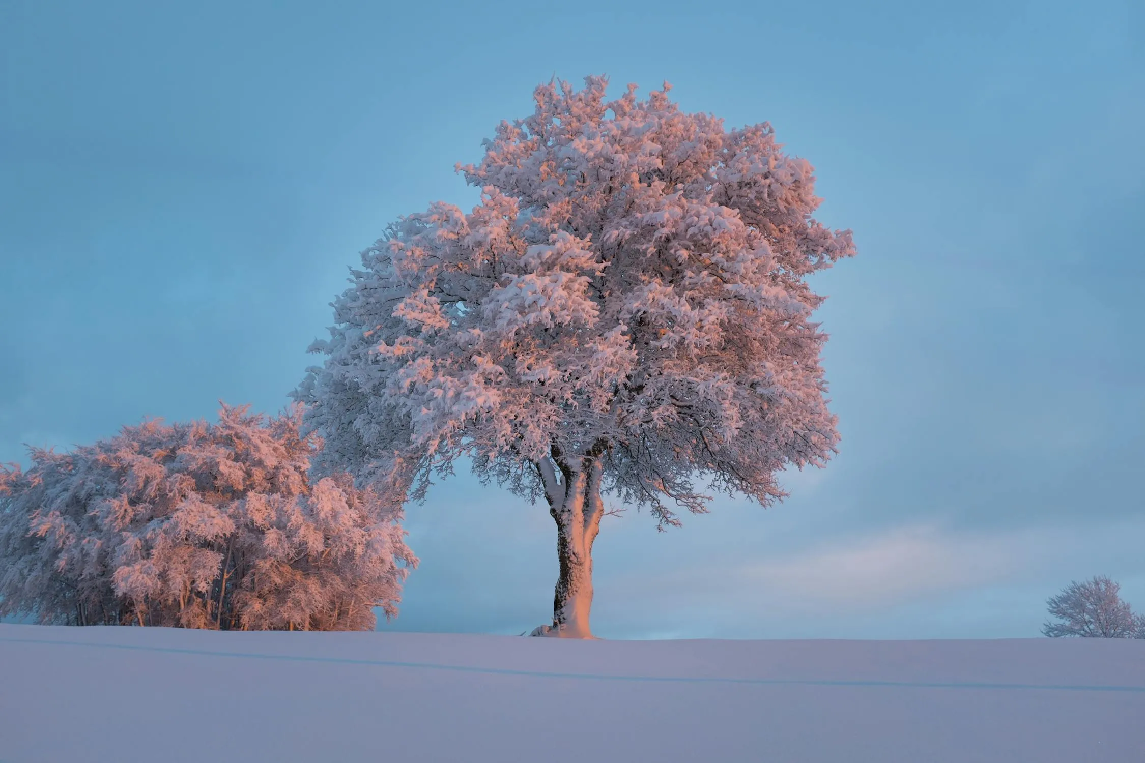 Single Pink Tree Standing in Frosty Field on Cold Morning