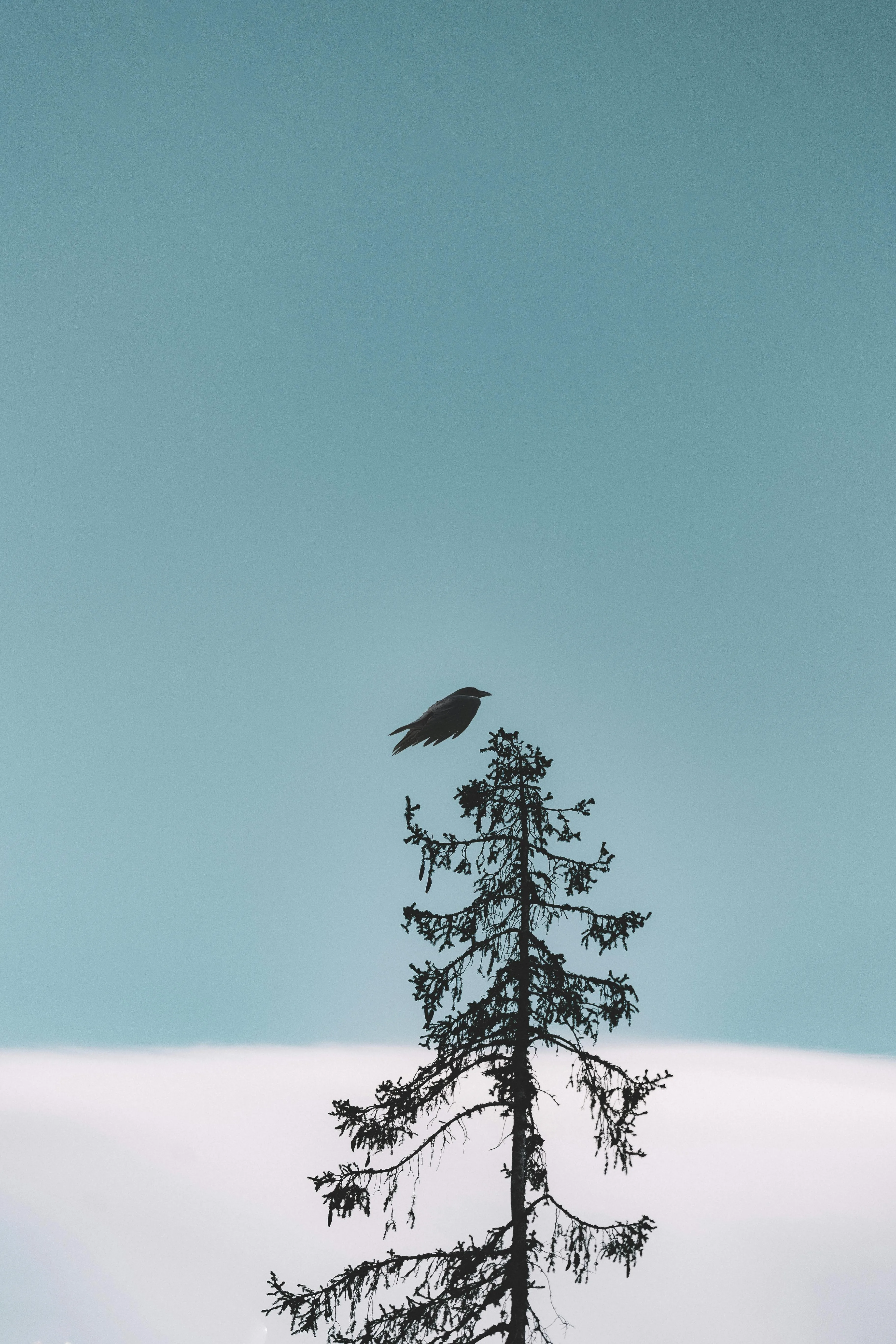 Single Tree in Snowy Field Under Clear Sky with Clouds
