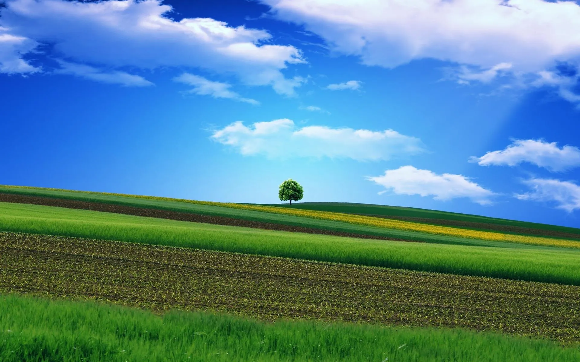 Single tree standing in vast green field under blue sky