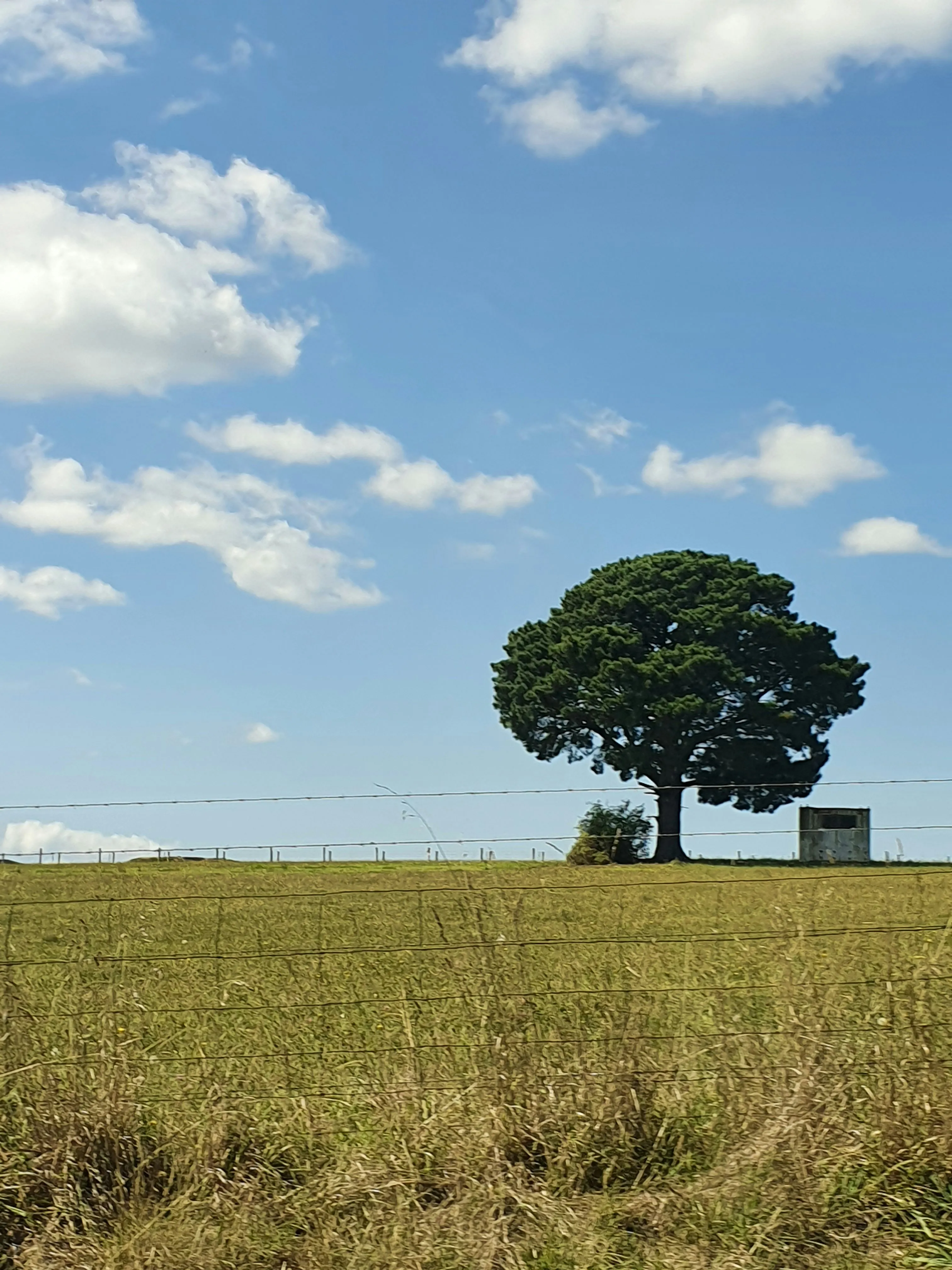 Single Tree Standing Tall in Vast Field with Blue Sky