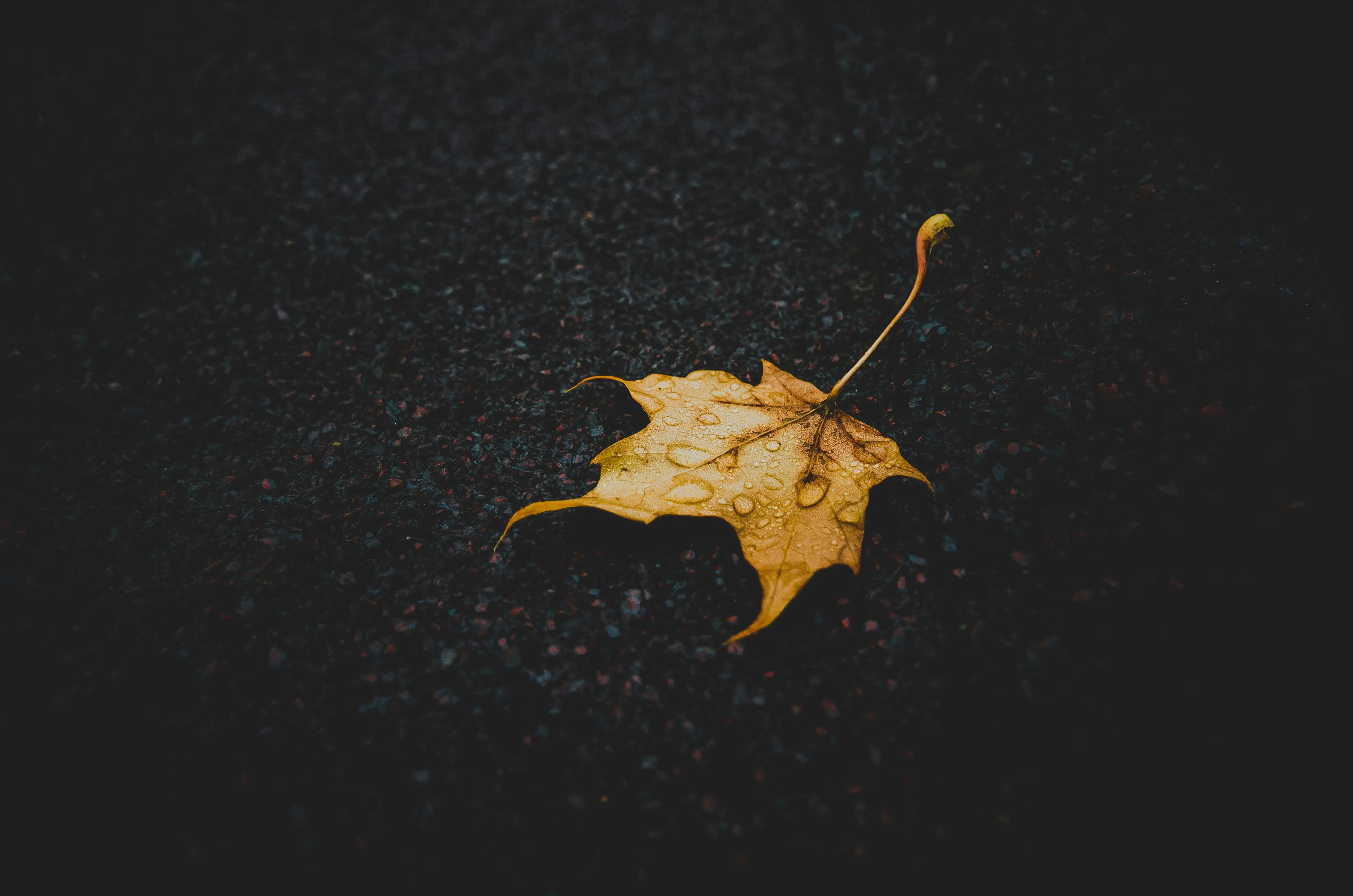 Single Yellow Leaf Floating on Water Surface Wallpaper