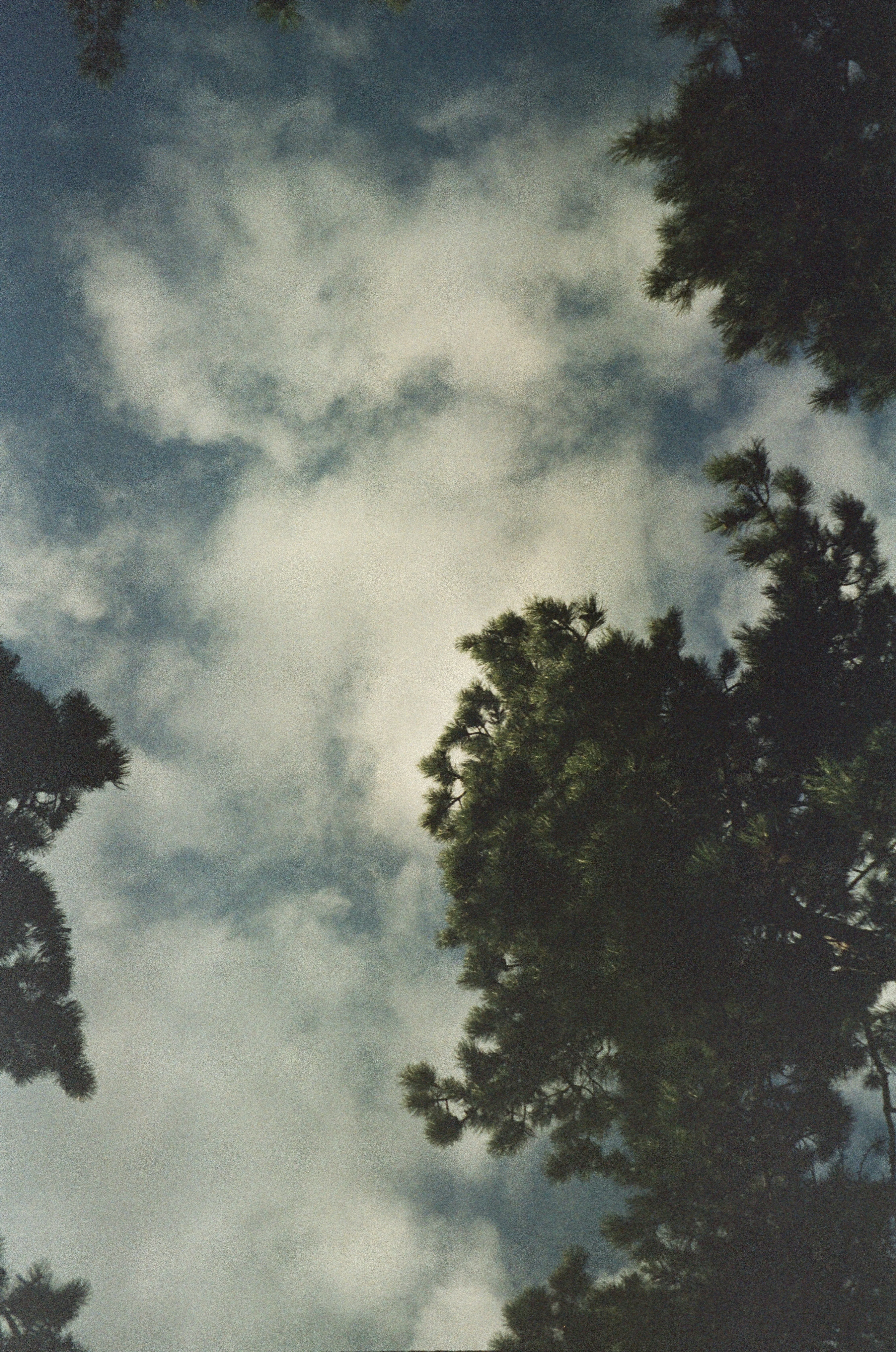 Sky View Through Forest Canopy with White Clouds Wallpaper