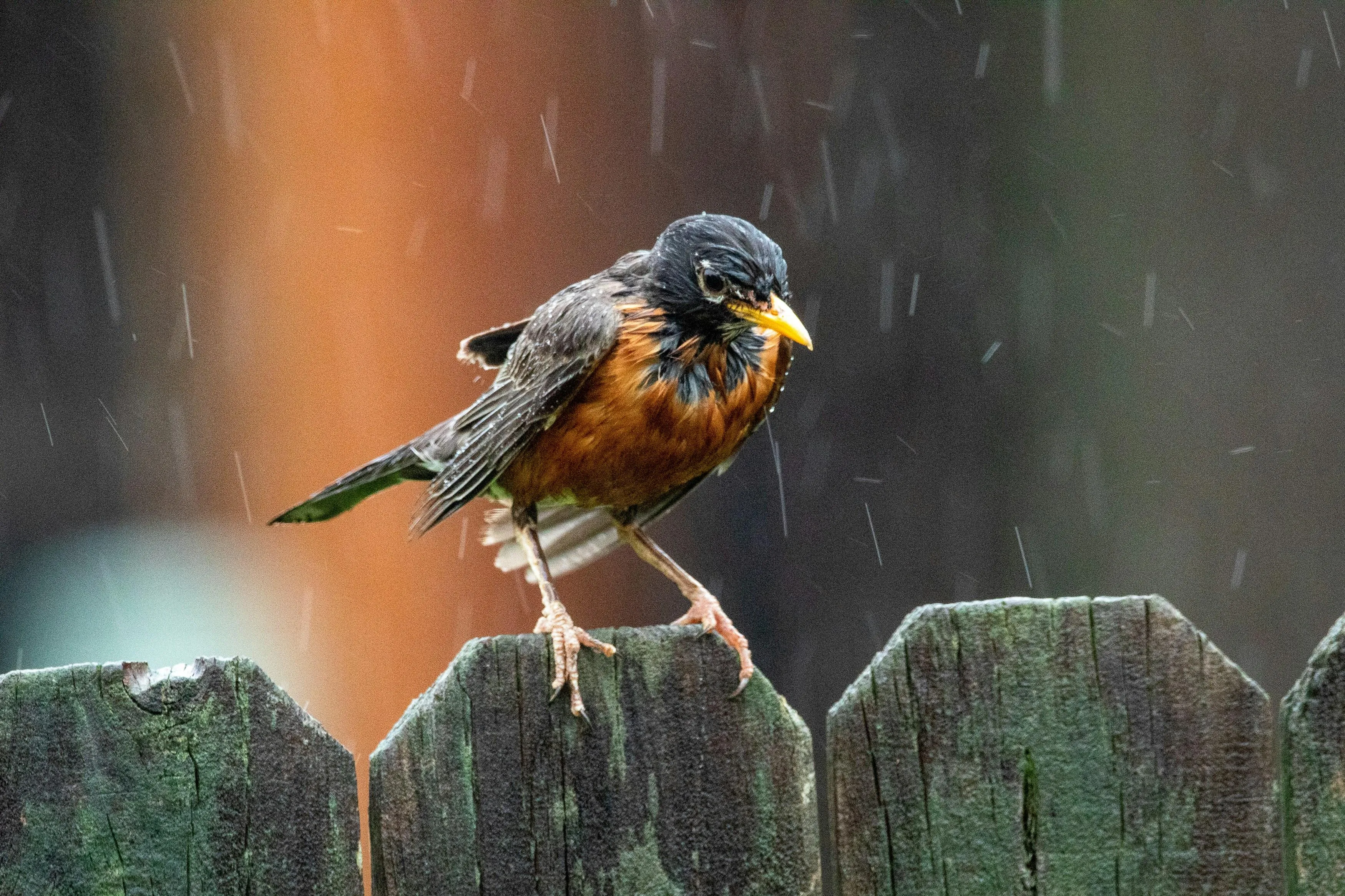 Small Bird Sitting Quietly on Wet Branch During Light Rain