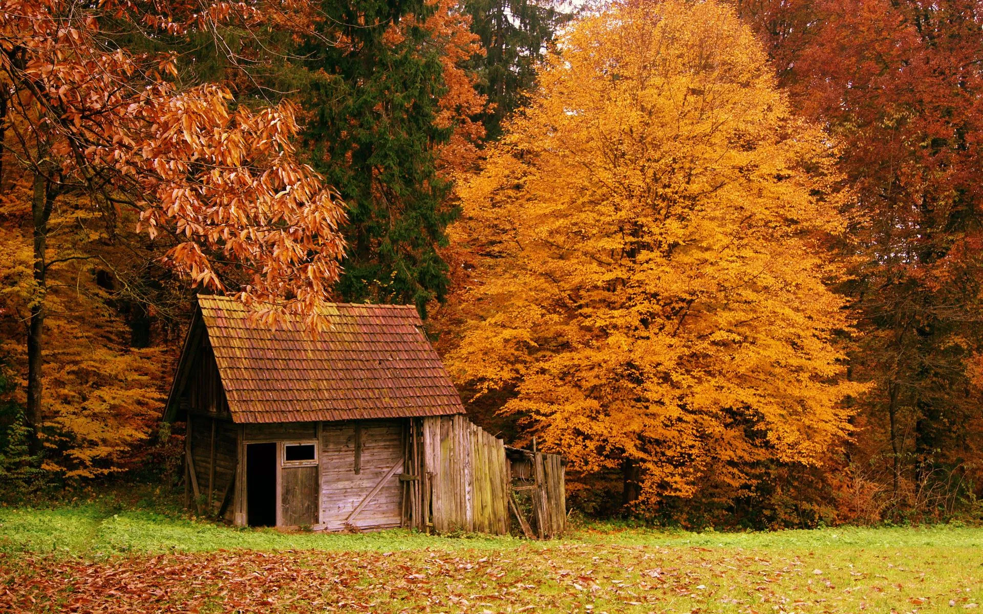 Small cabin surrounded by orange autumn forest trees