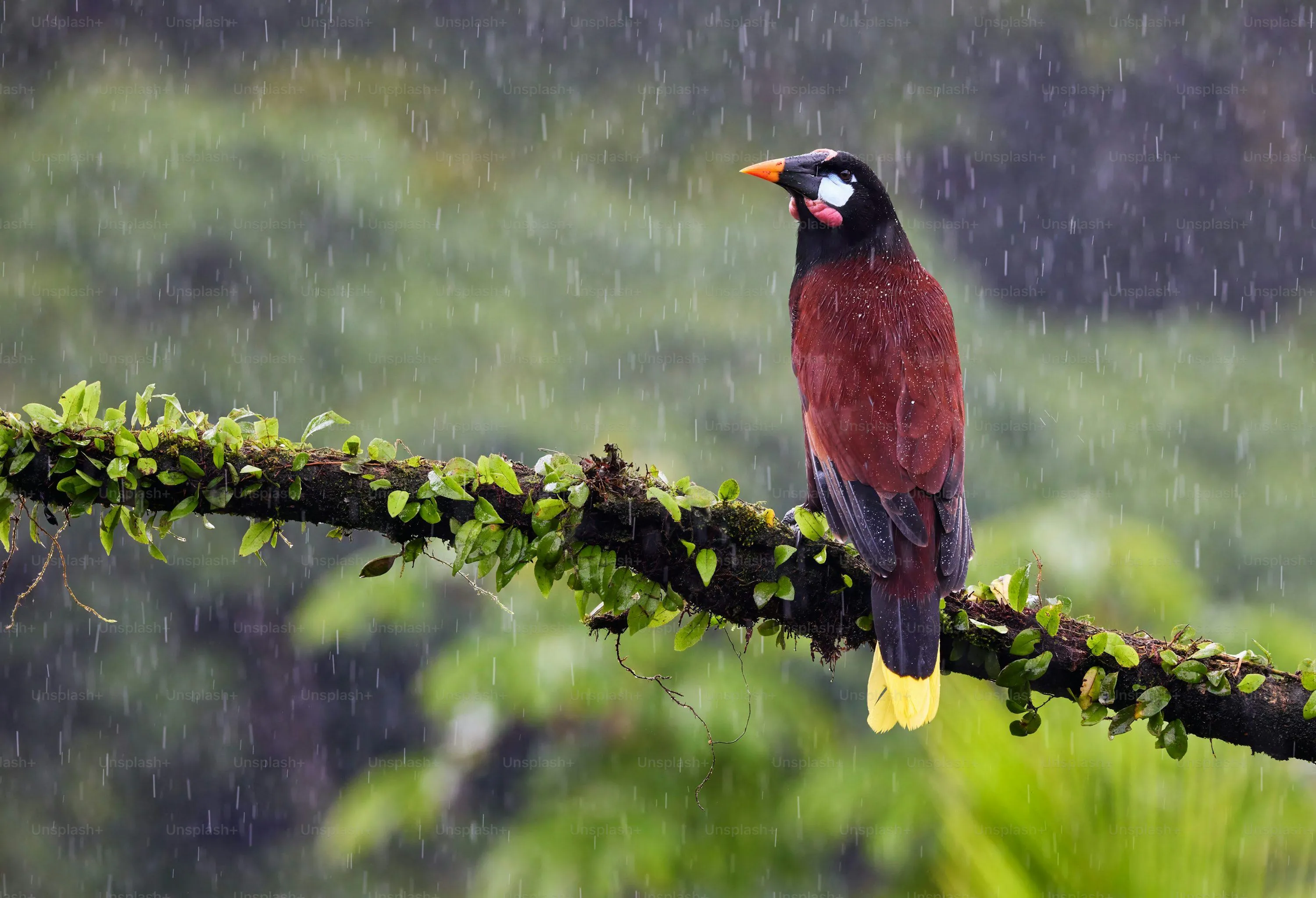 Small Colorful Bird Perched on Green Branch in Rain
