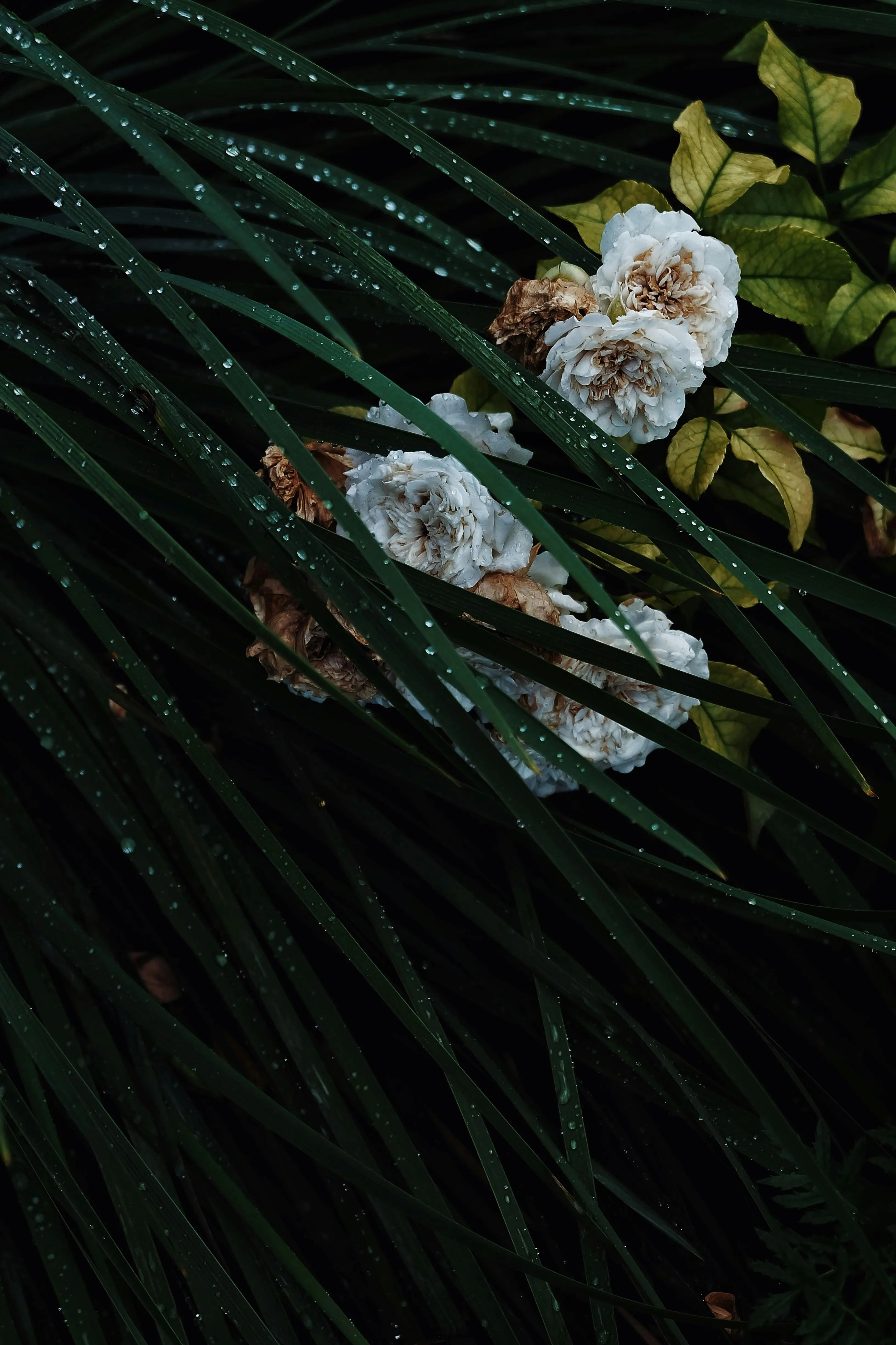 Small Flowers Blooming in Rain on Mossy Surface Close Up