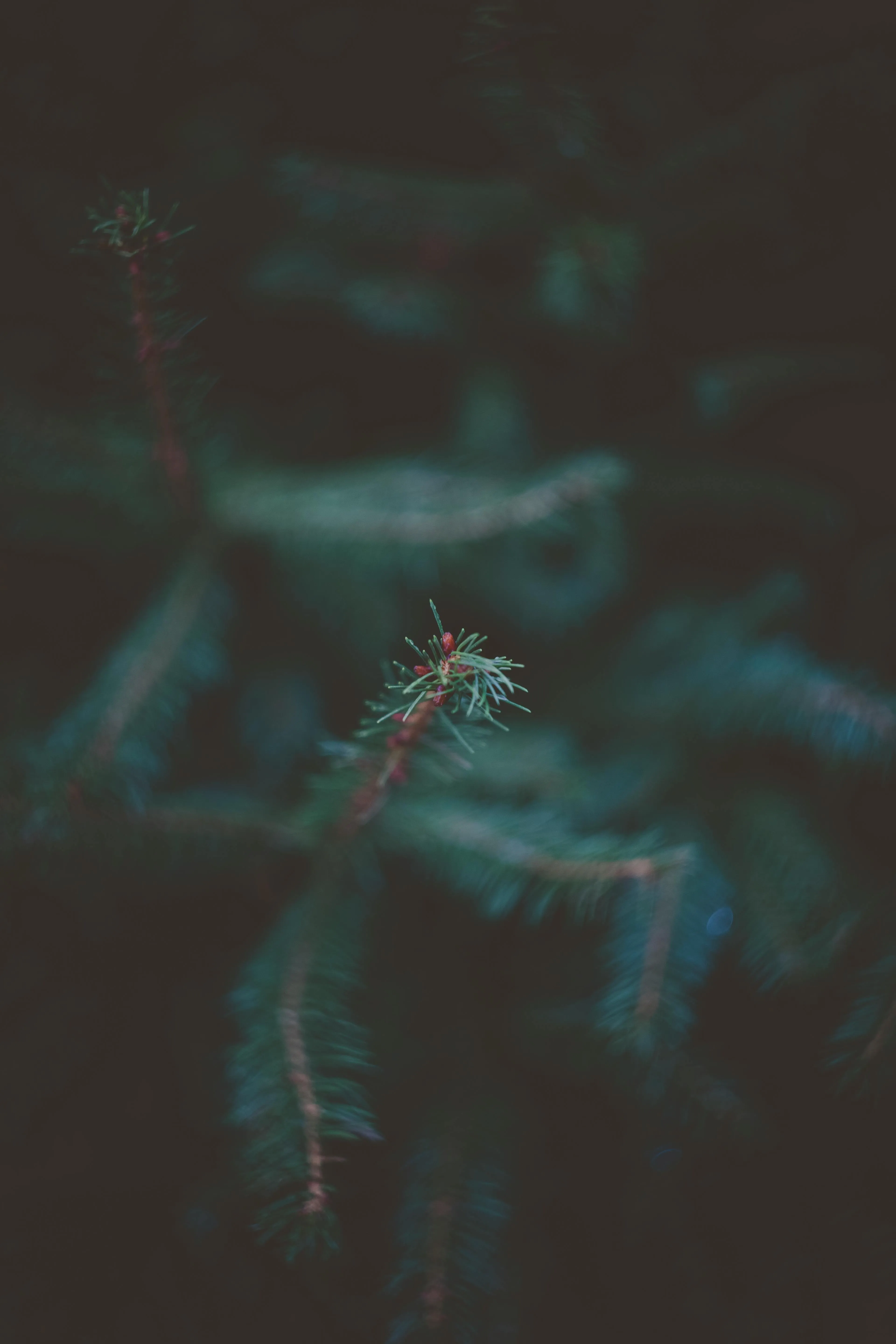 Small Forest Plant in Focus with Soft Blurred Shadows