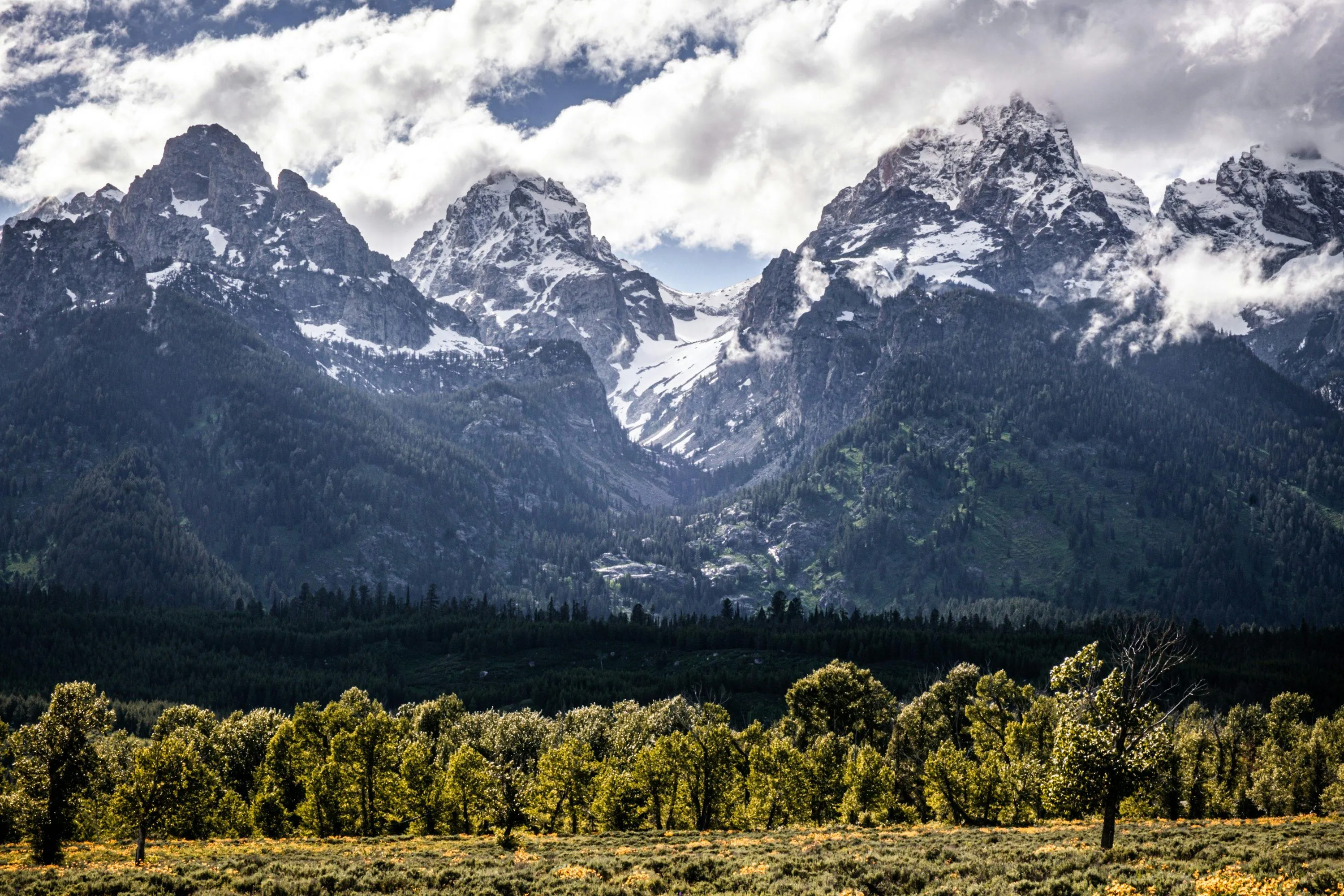 Snow capped mountains behind golden yellow wheat fields