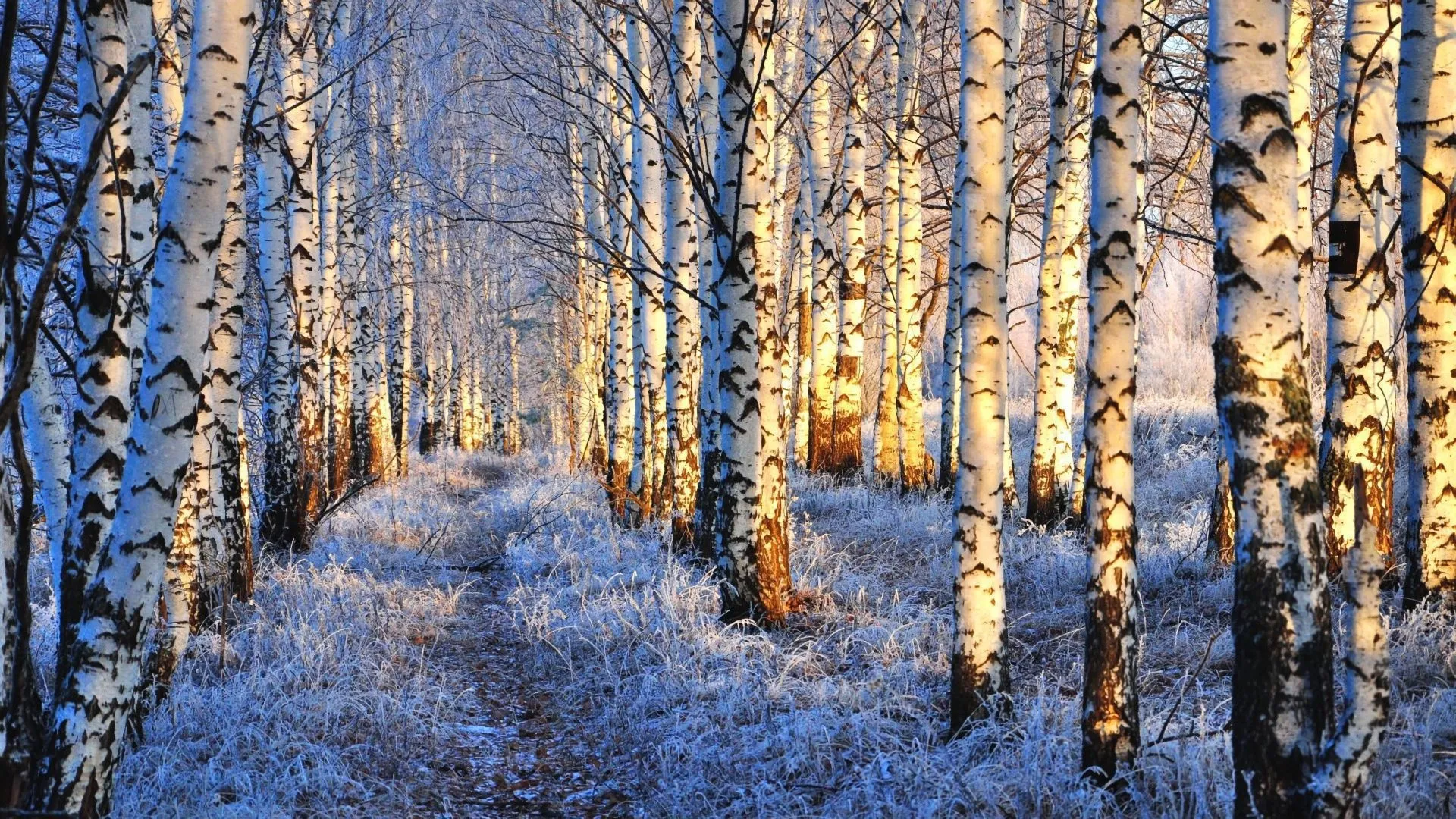 Snow Covered Birch Forest with Sunlight Shining on the Path