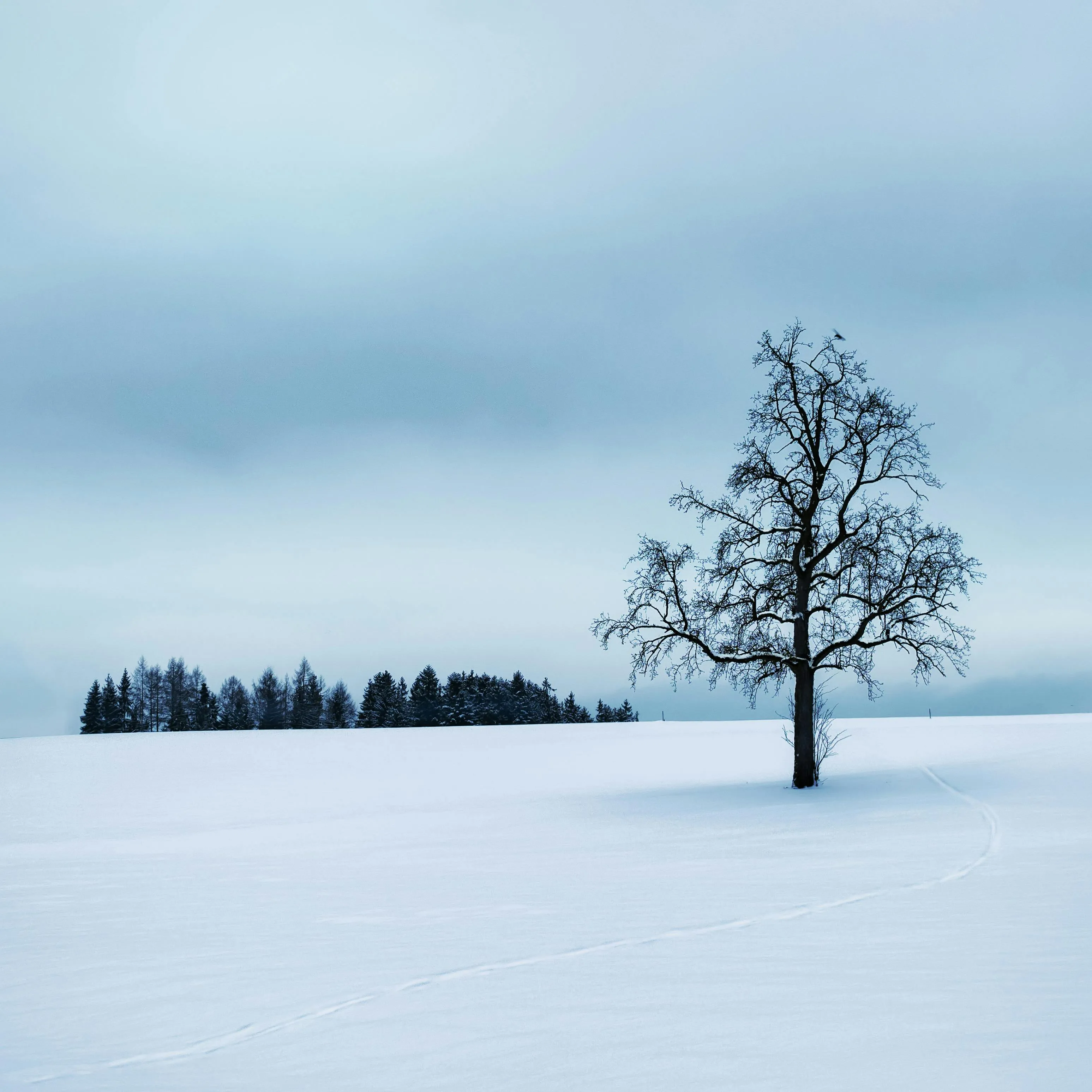 Snow Covered Field with a Single Bare Tree and Distant Pines