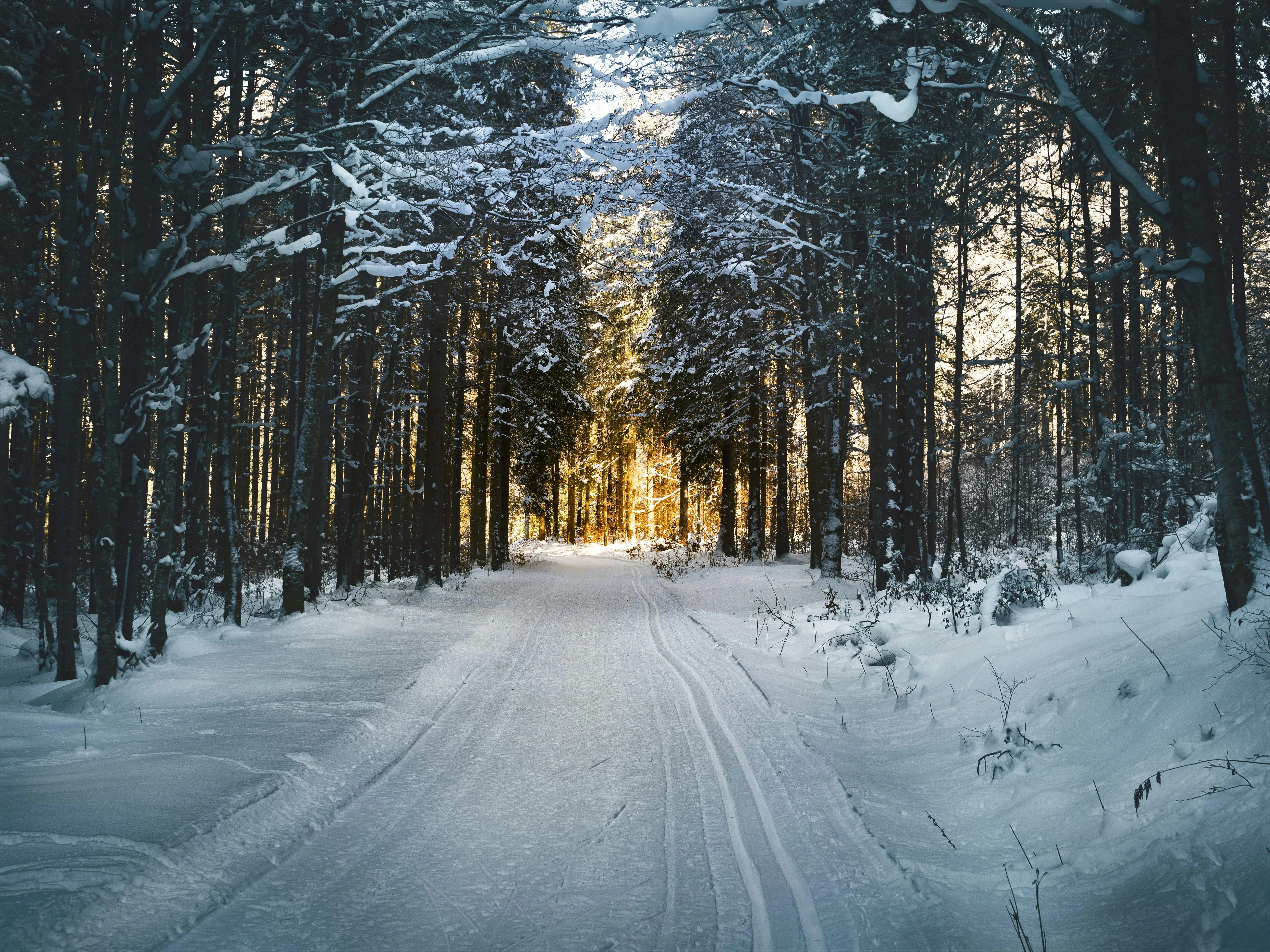 Snow Covered Forest Road with Sunlight Through the Trees