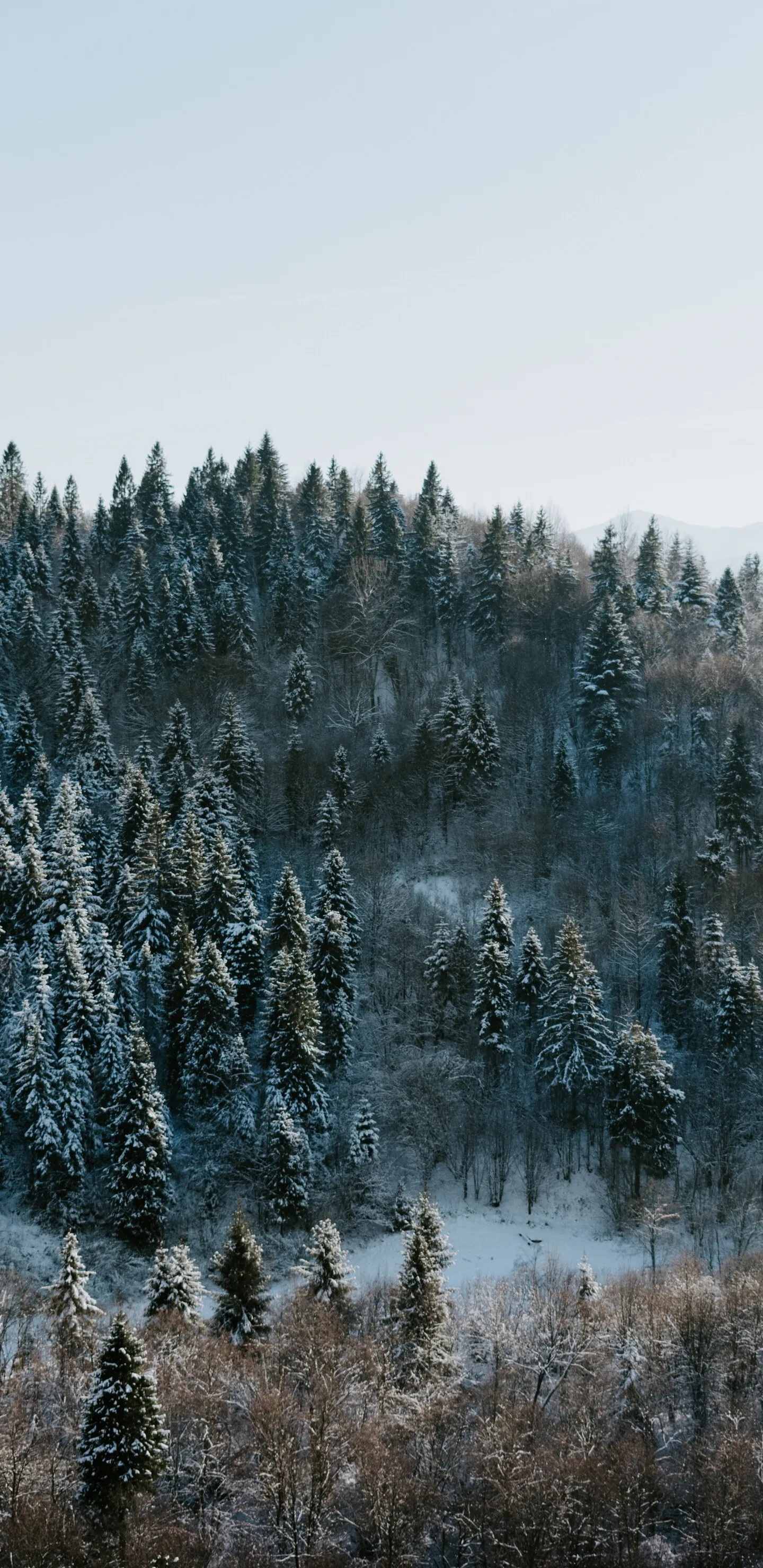 Snow Covered Forest Trees in a Winter Mountain Wallpaper