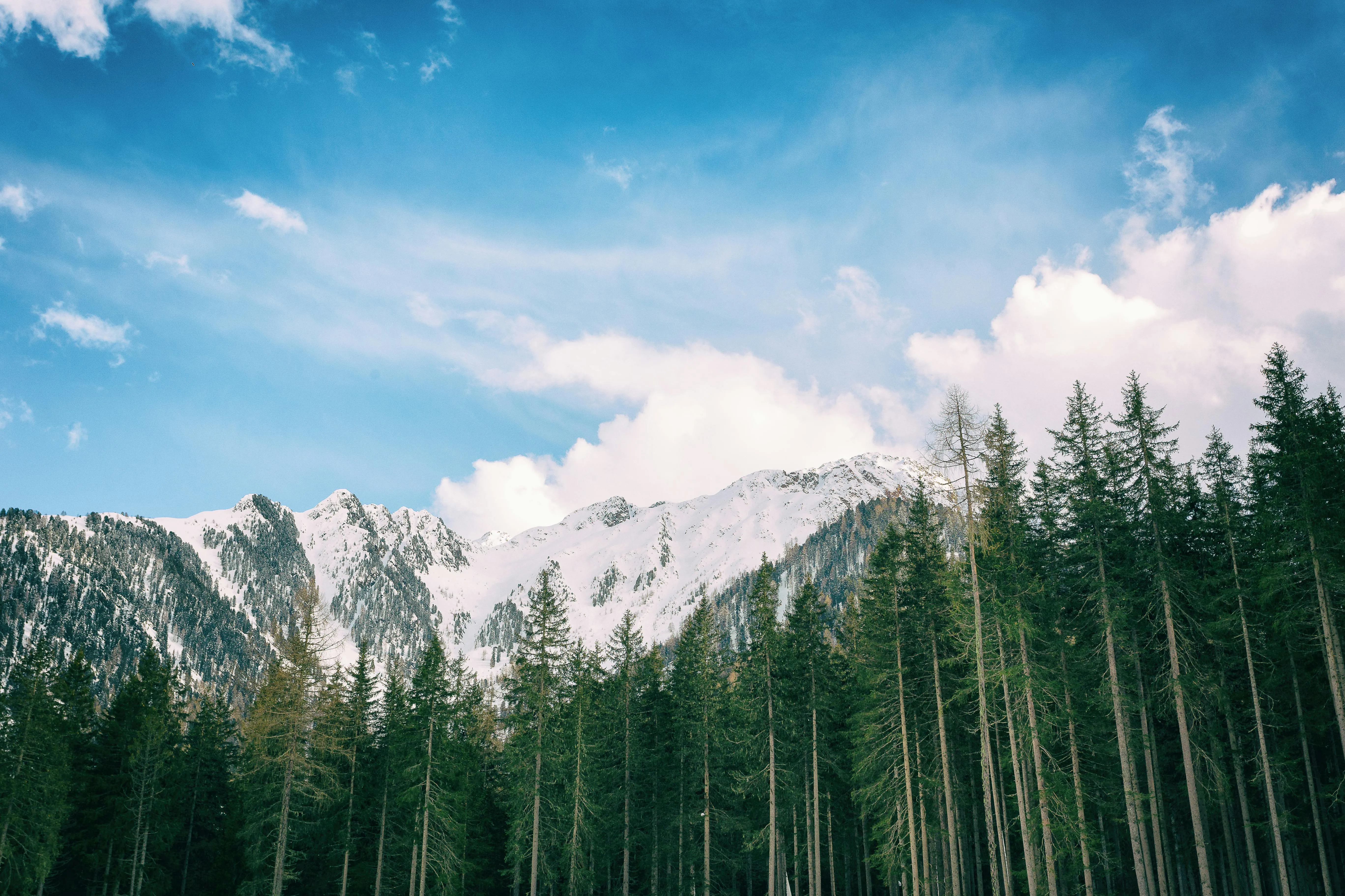 Snow-Covered Peaks Towering Above Evergreen Forest Trees