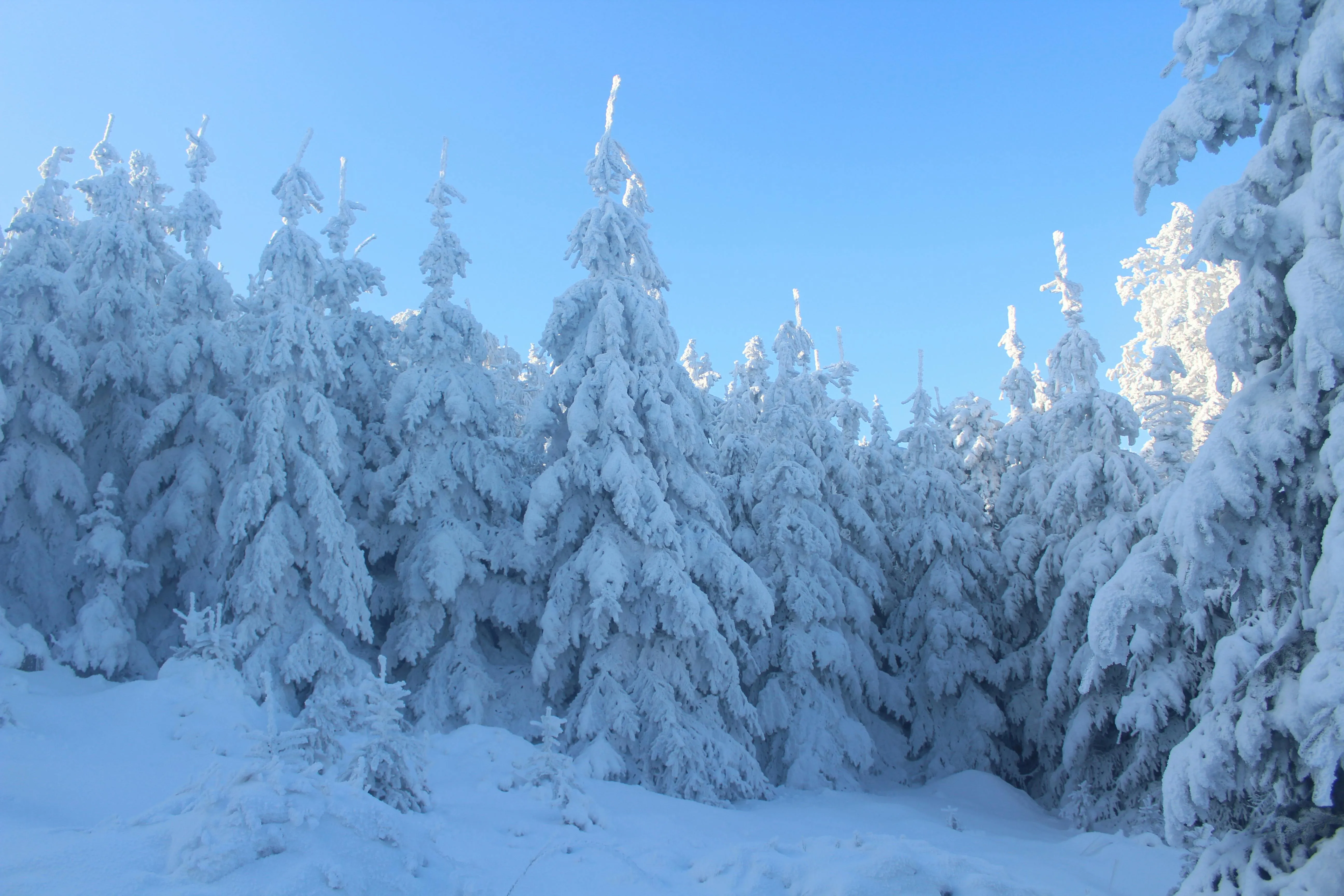 Snow Covered Pine Trees Sparkling Under a Bright Blue Sky