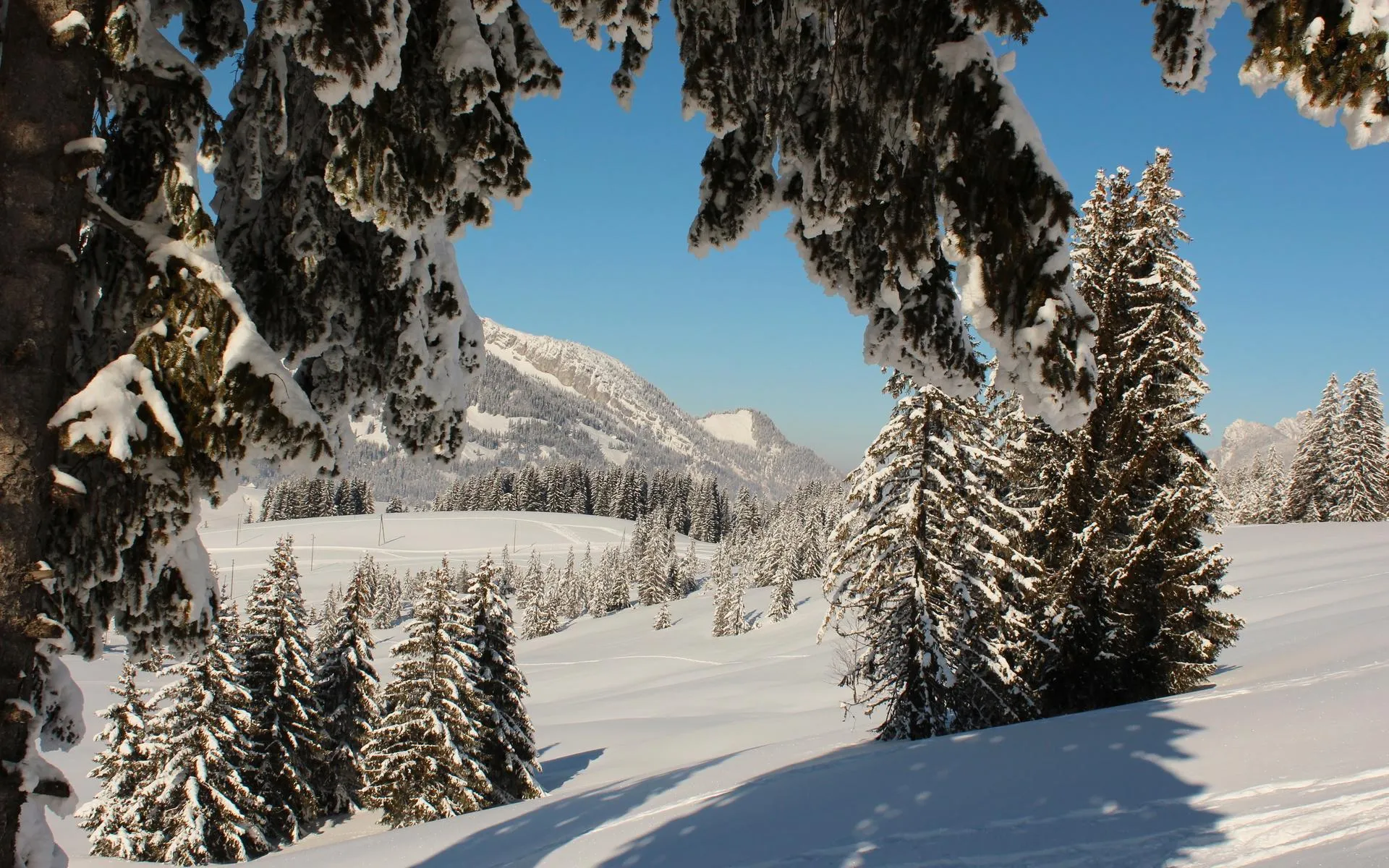 Snow Covered Trees and Landscape on a Winter Day image