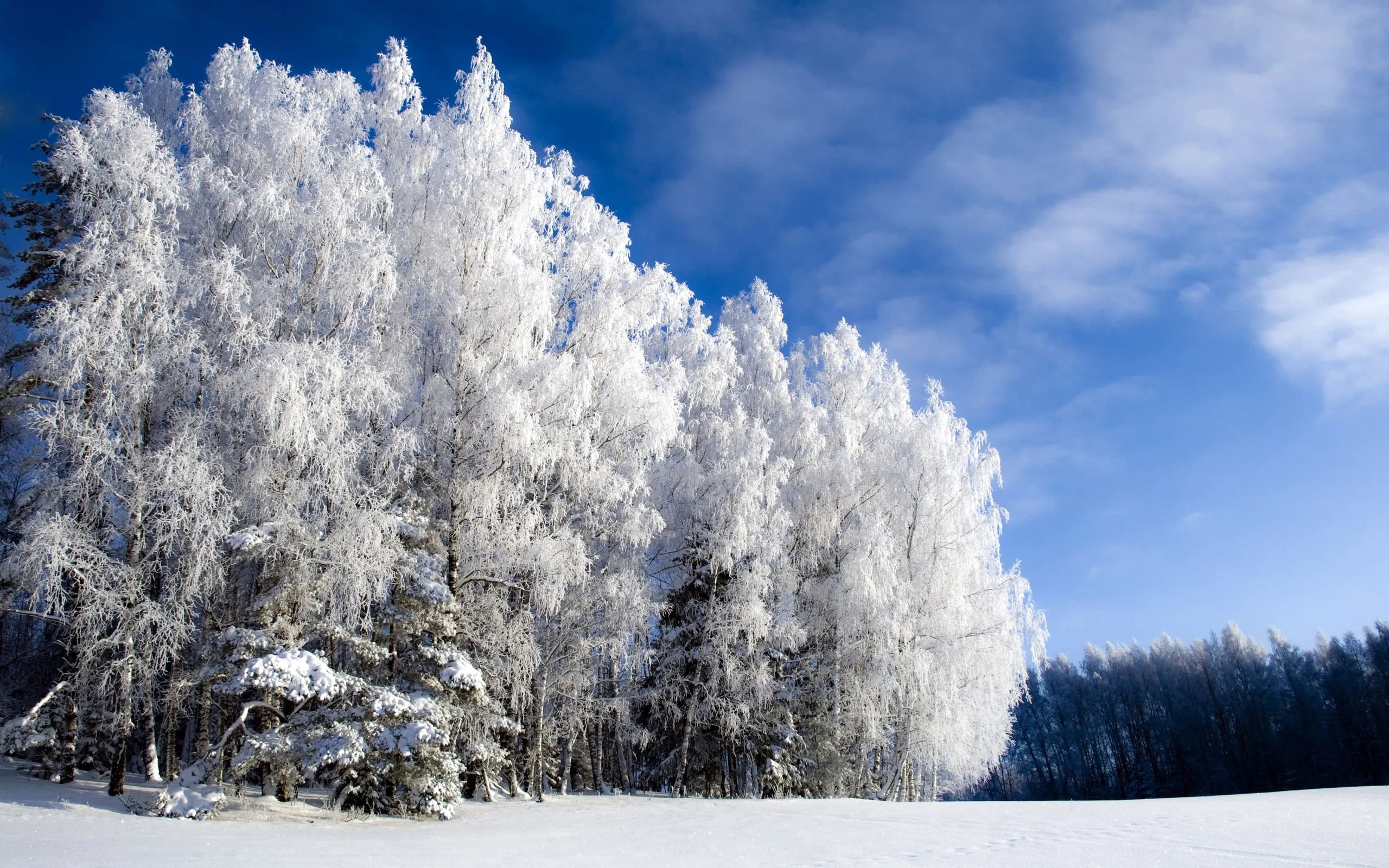 Snow Covered Trees in Winter Forest with Blue Sky Wallpaper